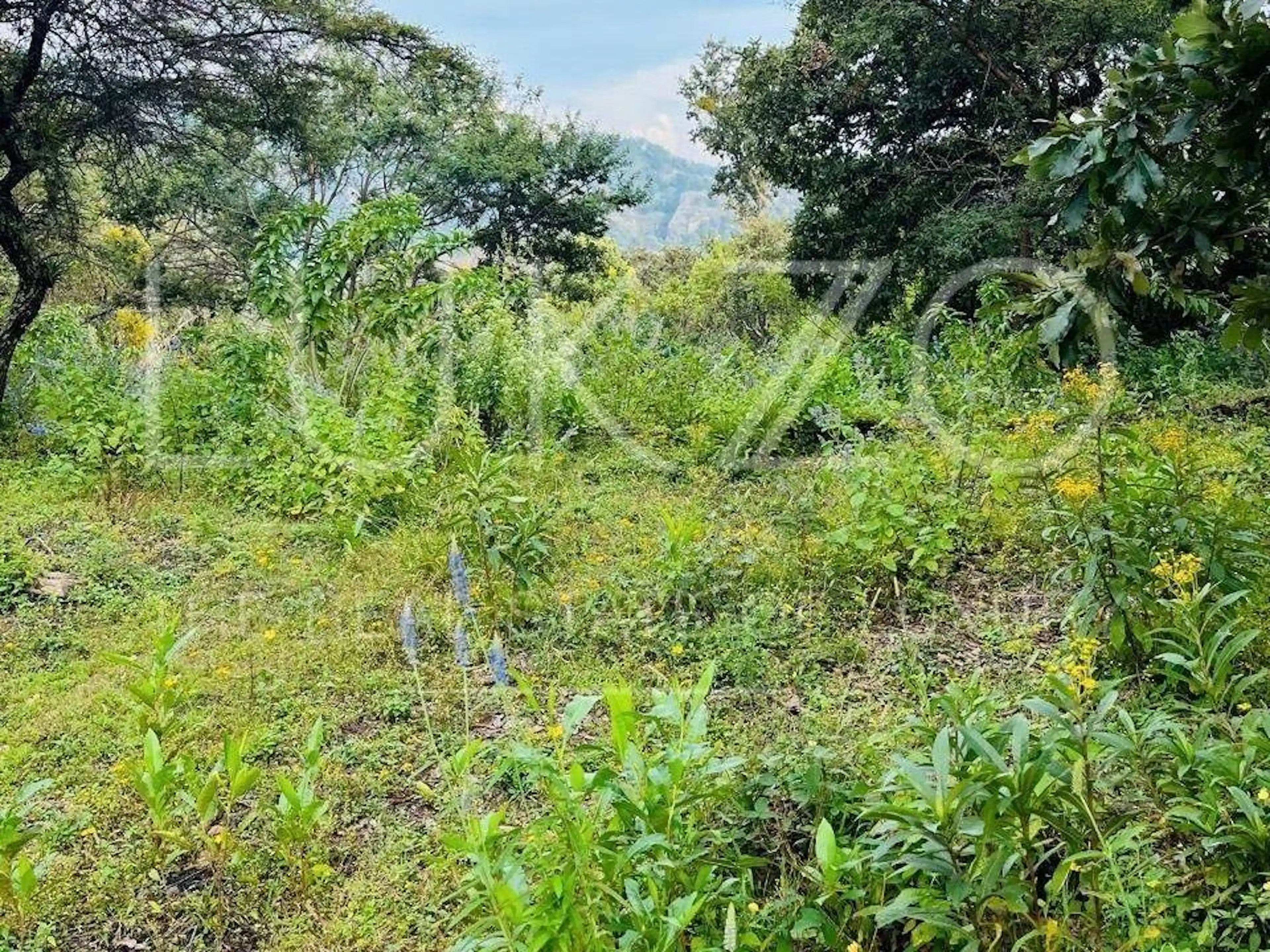 Terreno en venta en Tepoztlan