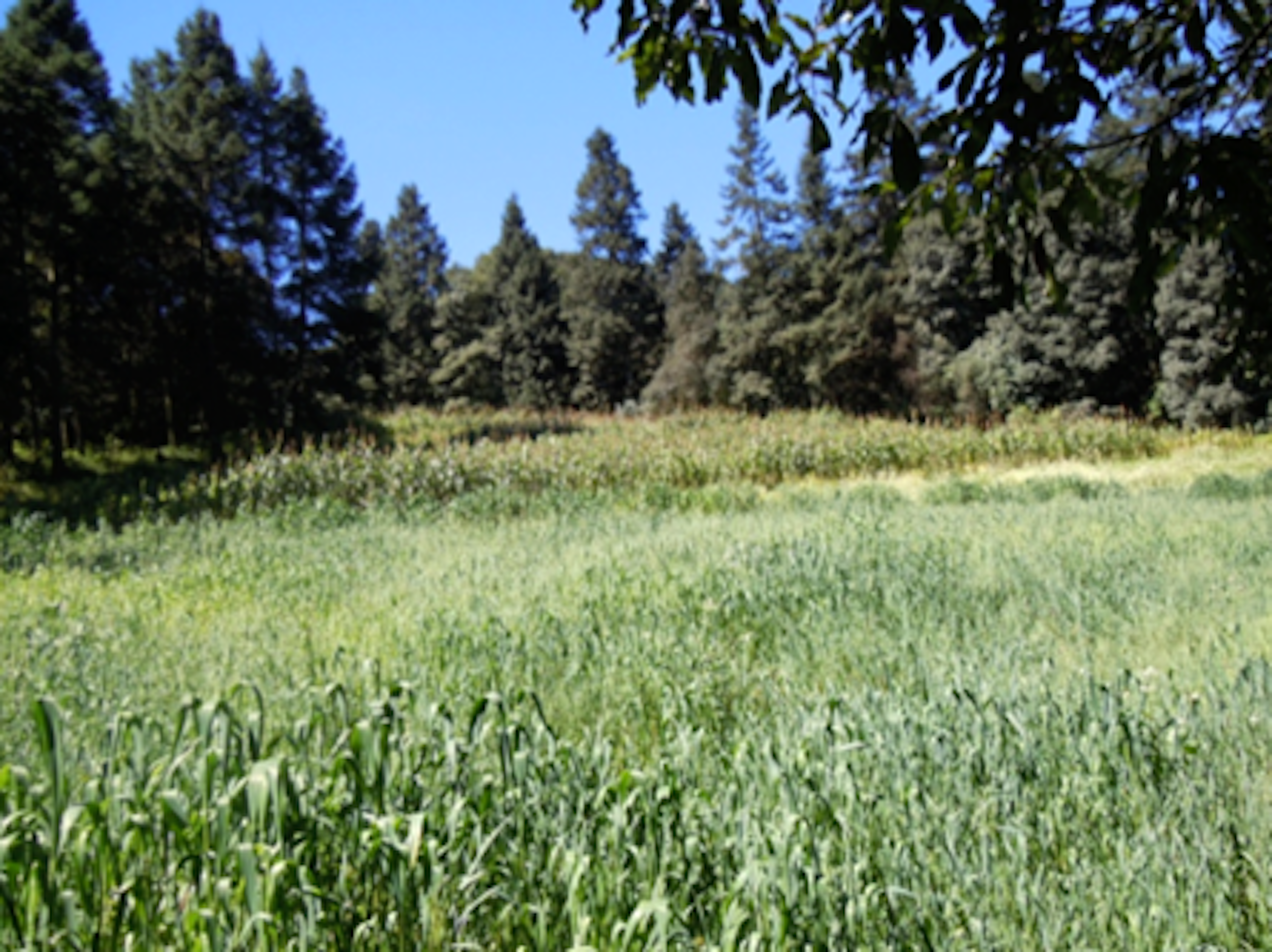 Terreno amplio y despejado en zona rural, rodeado de árboles y vegetación, ideal para desarrollo inmobiliario o agrícola. Cielo despejado y ambiente natural.