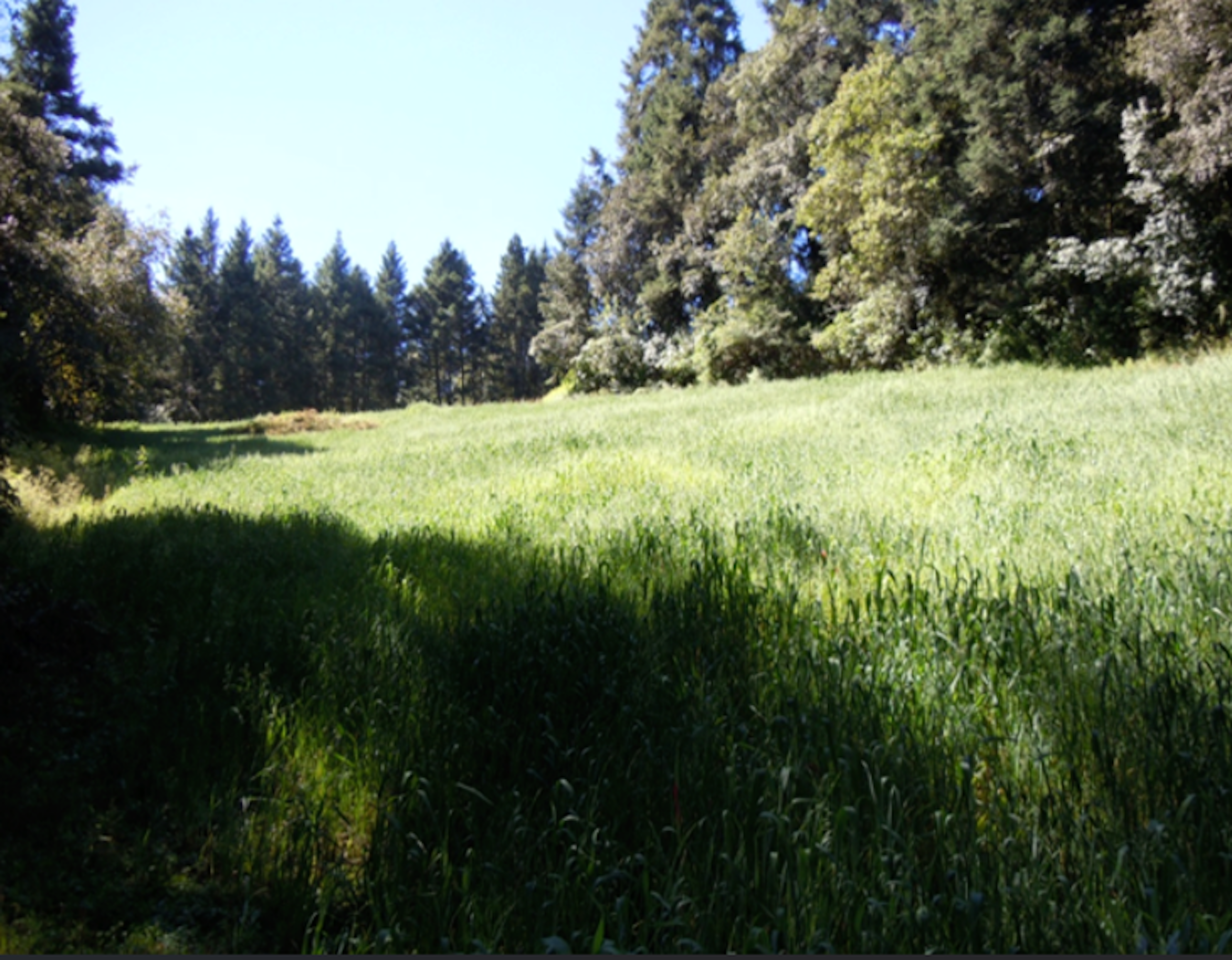 Amplio terreno verde rodeado de árboles, ideal para desarrollo inmobiliario o agrícola, con espacio suficiente para construcción y zonas verdes.