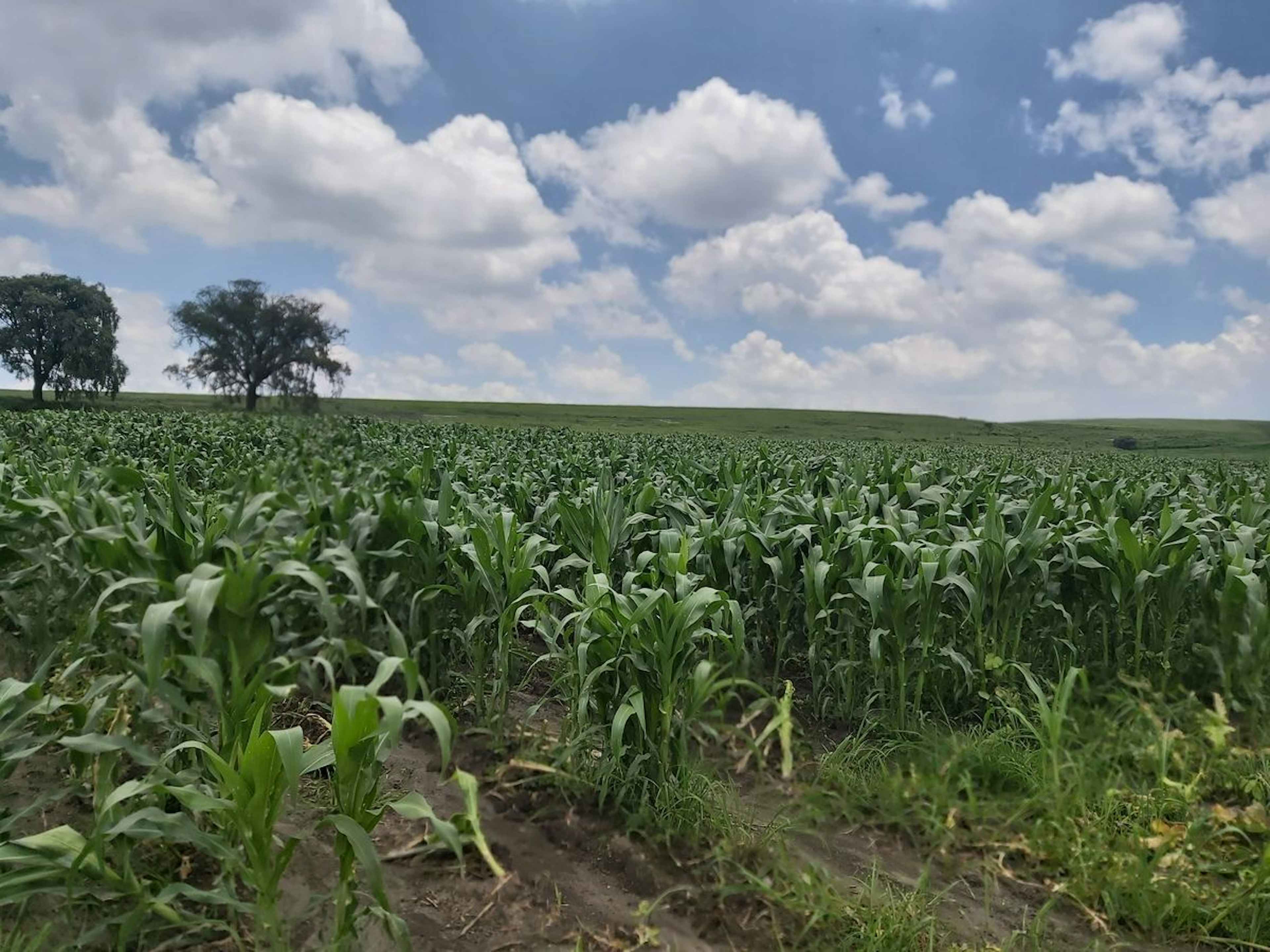 Terreno Industrial En Mayorazgo Concepción De León