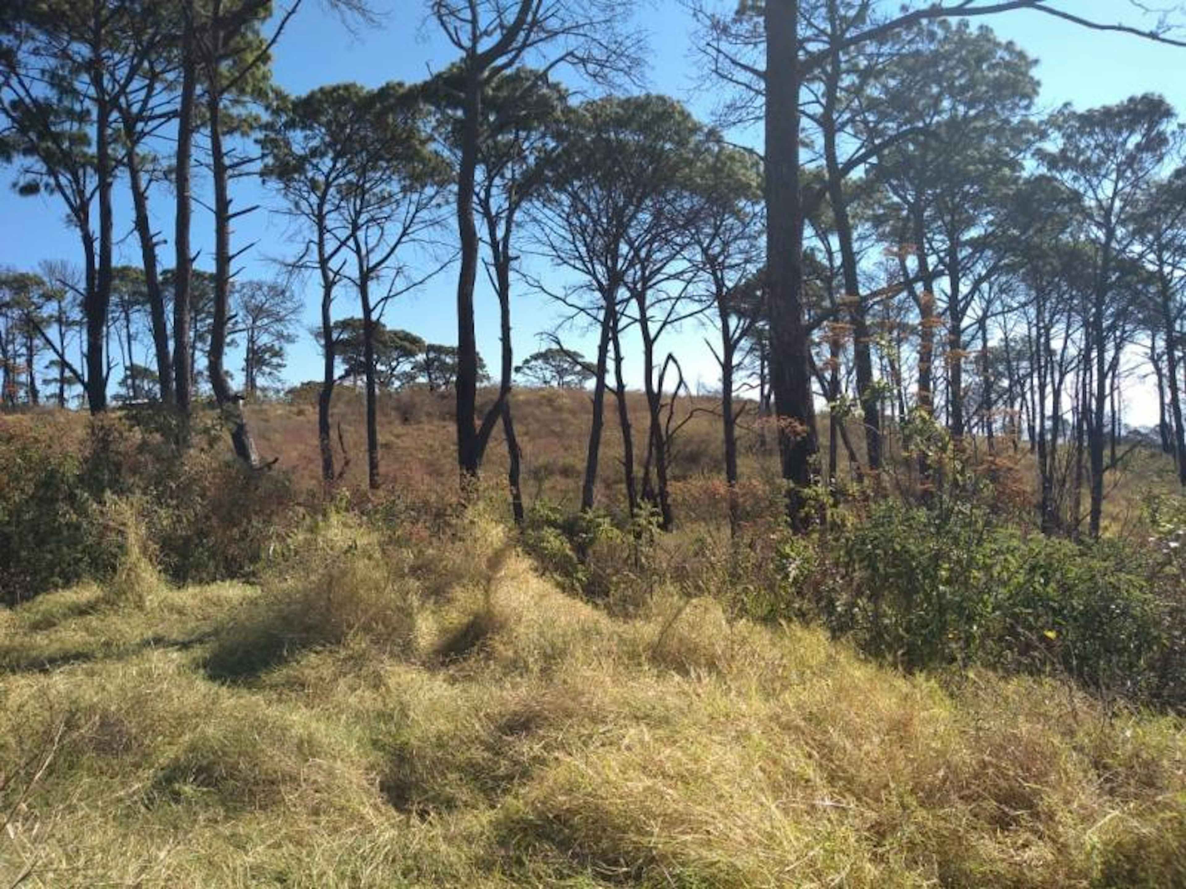 Terreno En Venta En Queseria, Cuauhtémoc, Colima