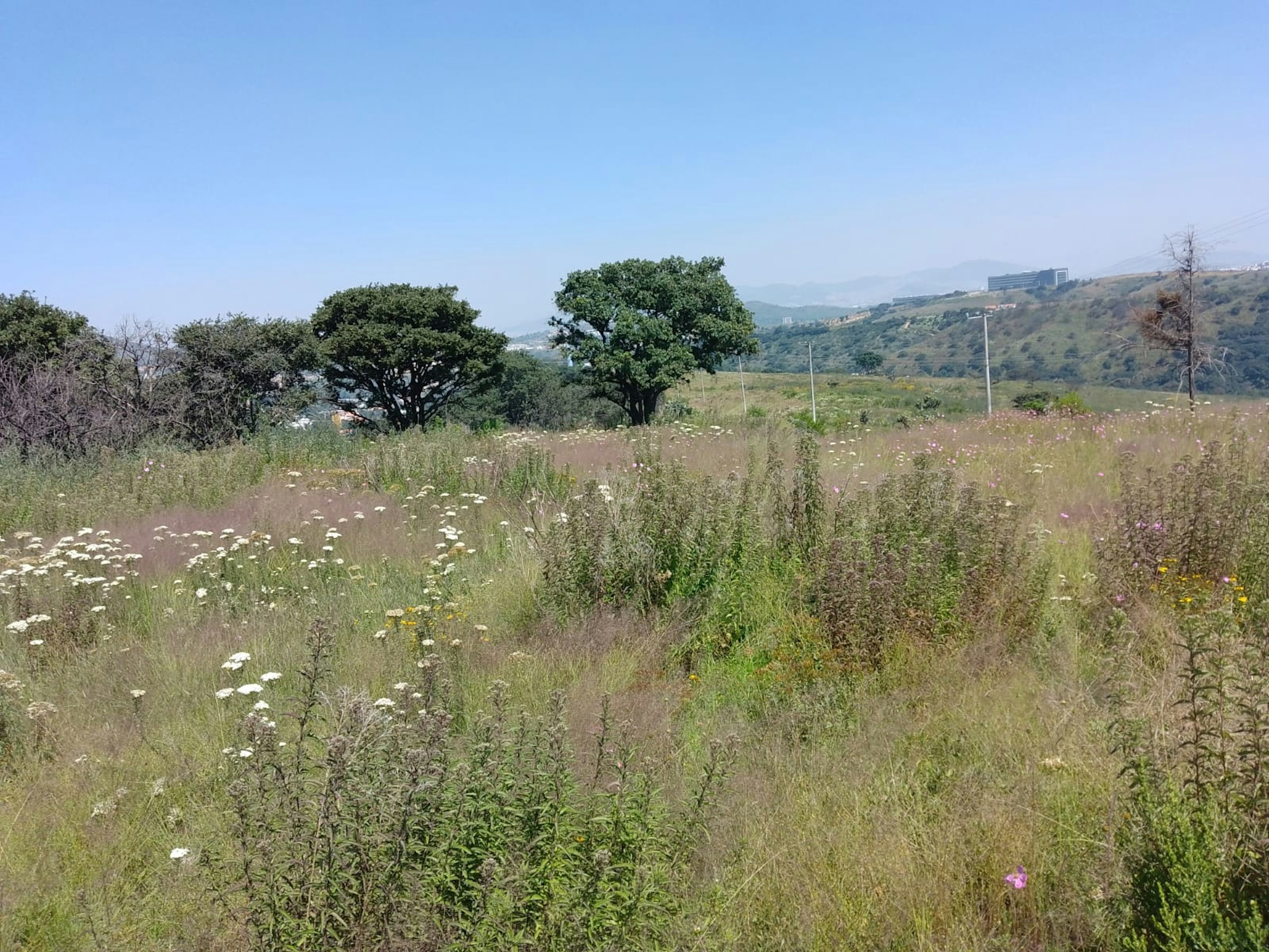 La imagen muestra un terreno rural con potencial para desarrollo inmobiliario. Se observa un campo abierto con vegetación silvestre y flores, rodeado de árboles maduros. En el fondo se aprecian colinas y algunas estructuras distantes, lo que sugiere una ubicación semi-rural con acceso a servicios. El cielo despejado y el paisaje verde indican un entorno natural atractivo para posibles proyectos residenciales o turísticos.