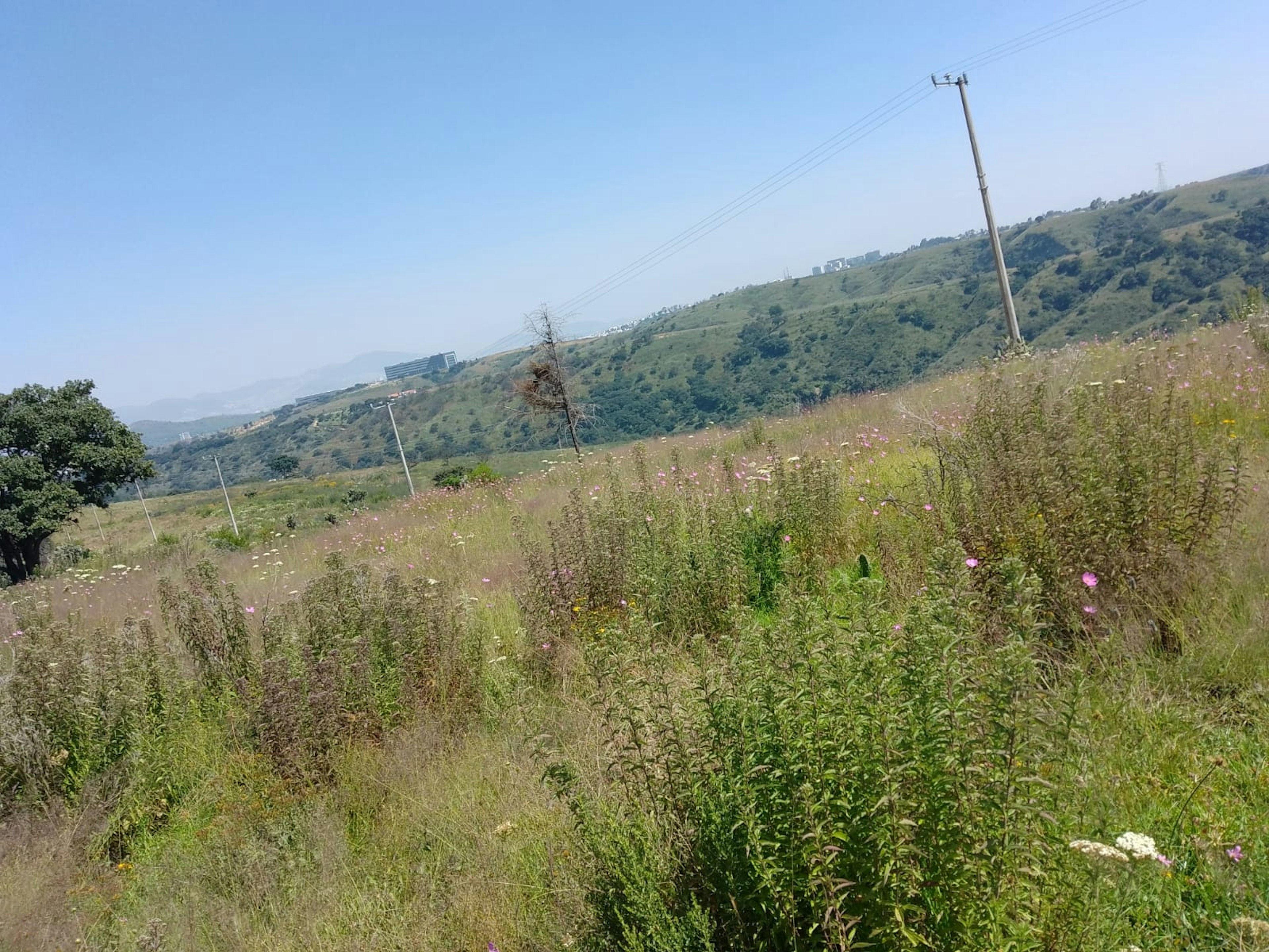 La imagen muestra un terreno rural con potencial para desarrollo inmobiliario. Se observa una colina cubierta de vegetación silvestre y flores, con vistas panorámicas a montañas distantes. Hay postes de electricidad, lo que sugiere acceso a servicios básicos. En el horizonte se ven algunos edificios, indicando proximidad a áreas urbanizadas. El terreno parece ideal para proyectos residenciales o turísticos que aprovechen el entorno natural.