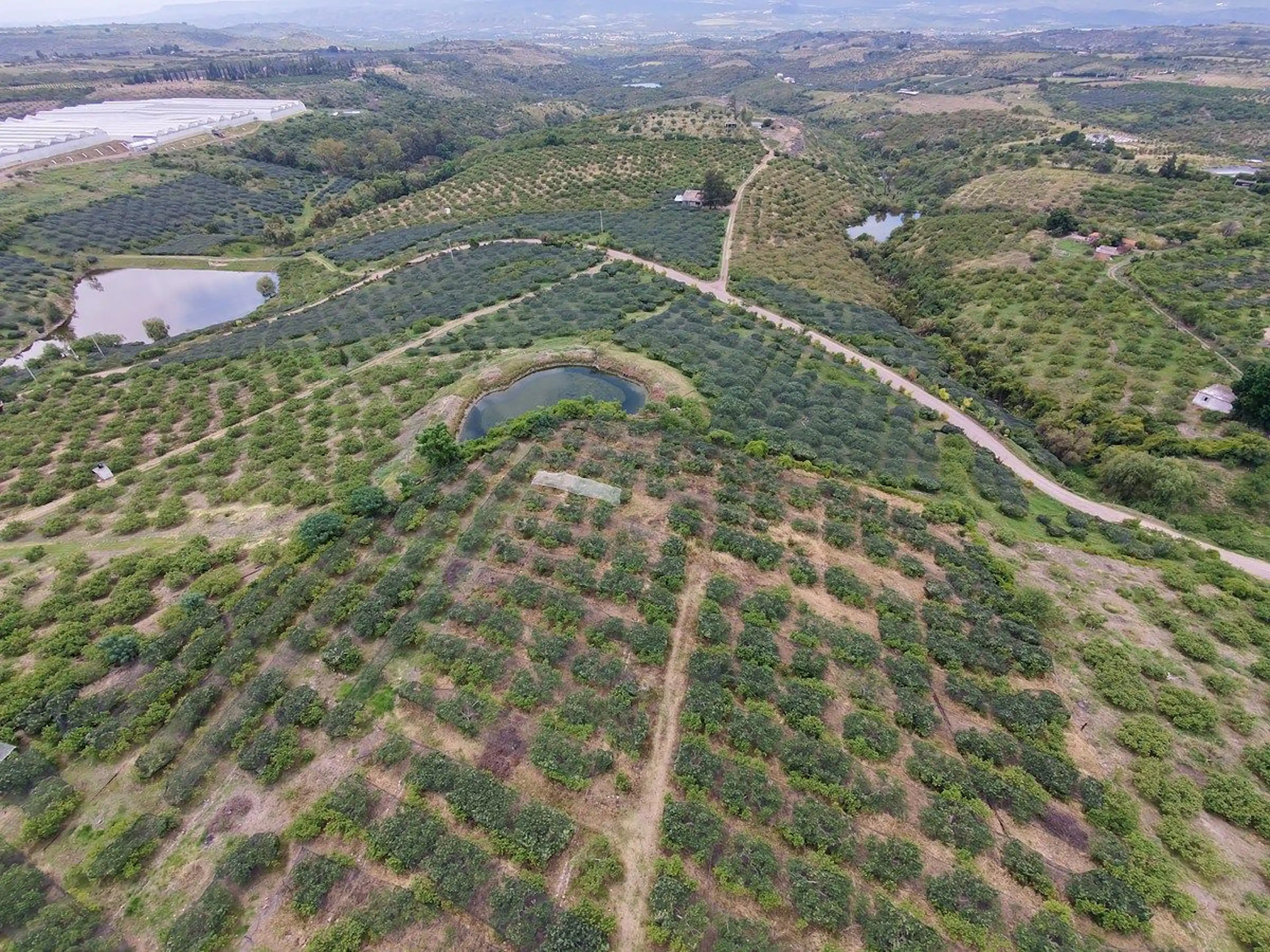 VENTA 2.25 HECTAREAS EN CALVILLO (MESA GRANDE)
