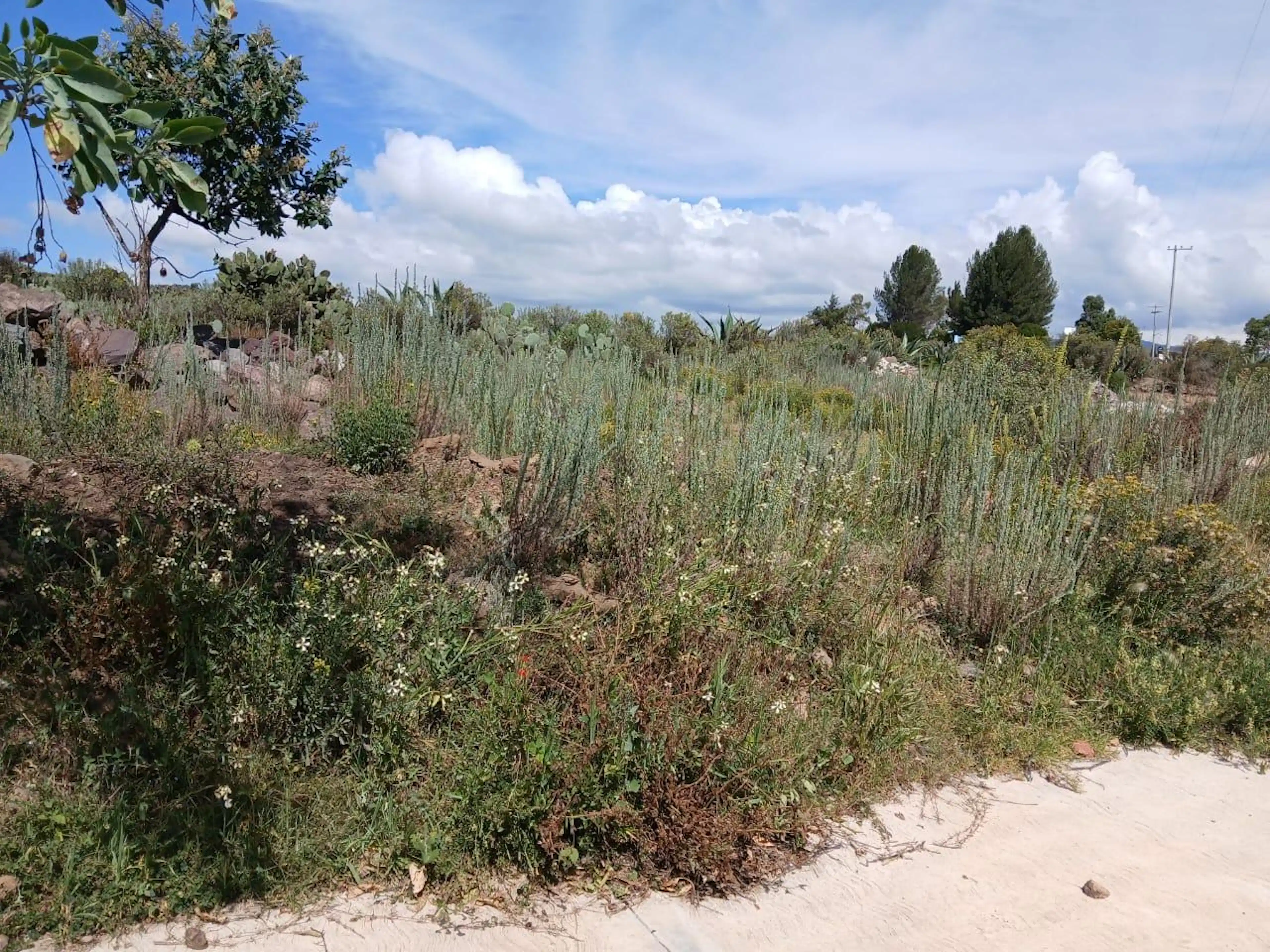 Terreno En Pueblo Santa Mónica