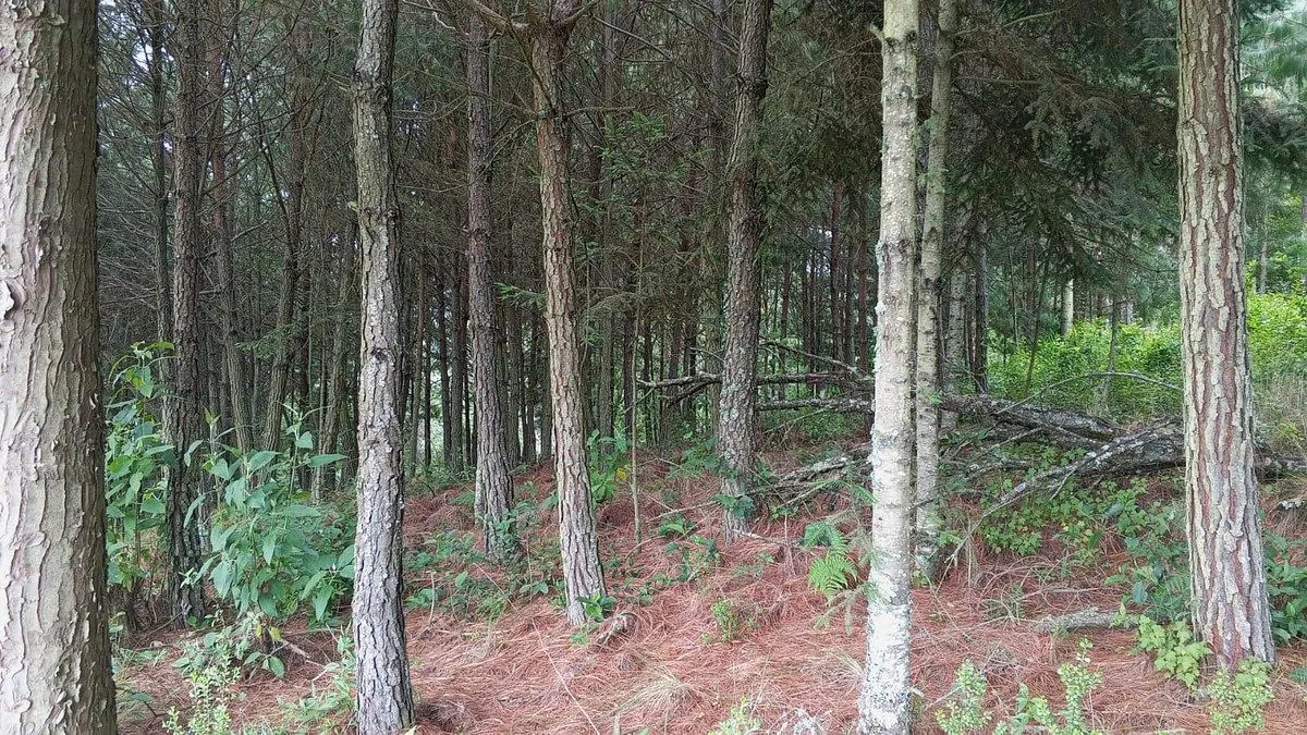 Terreno Spot2