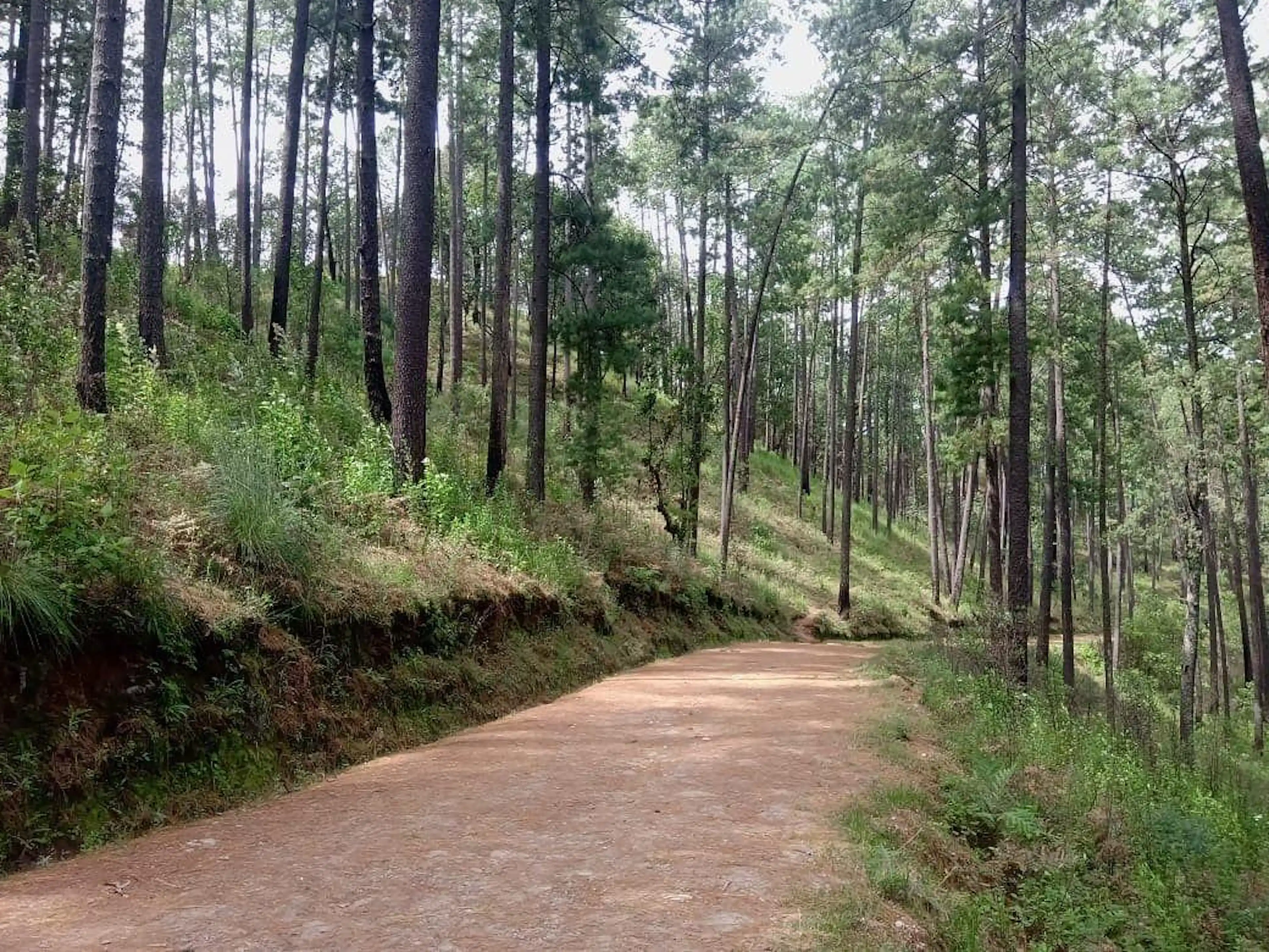 Hermoso terreno arbolado en Amanalco, ideal para proyecto residencial o de desca