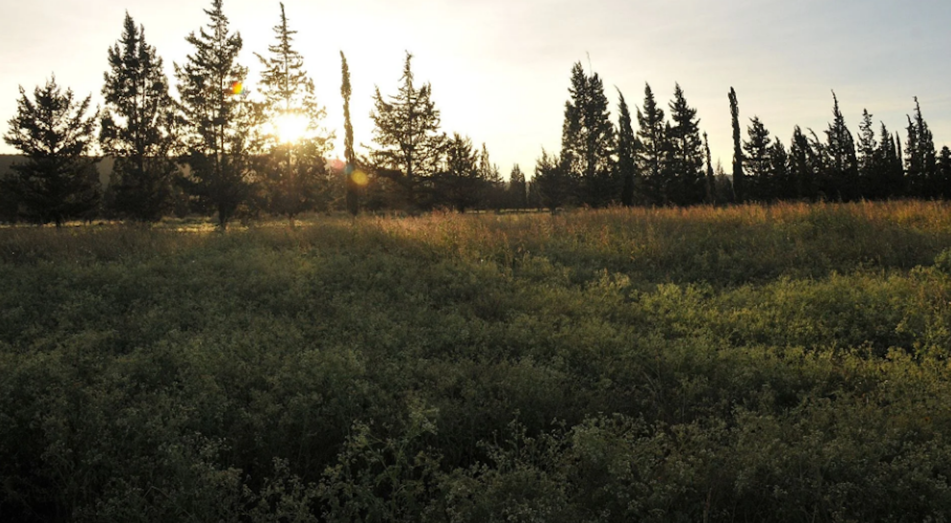 La imagen muestra un paisaje natural con un campo abierto cubierto de vegetación baja en primer plano. En el fondo se observa una línea de árboles altos, principalmente coníferas, que forman un bosque. El sol se está poniendo, creando un efecto de contraluz y un cielo claro. Este tipo de entorno podría ser atractivo para desarrollos inmobiliarios rurales o eco-amigables que busquen aprovechar la belleza natural y la tranquilidad del área.