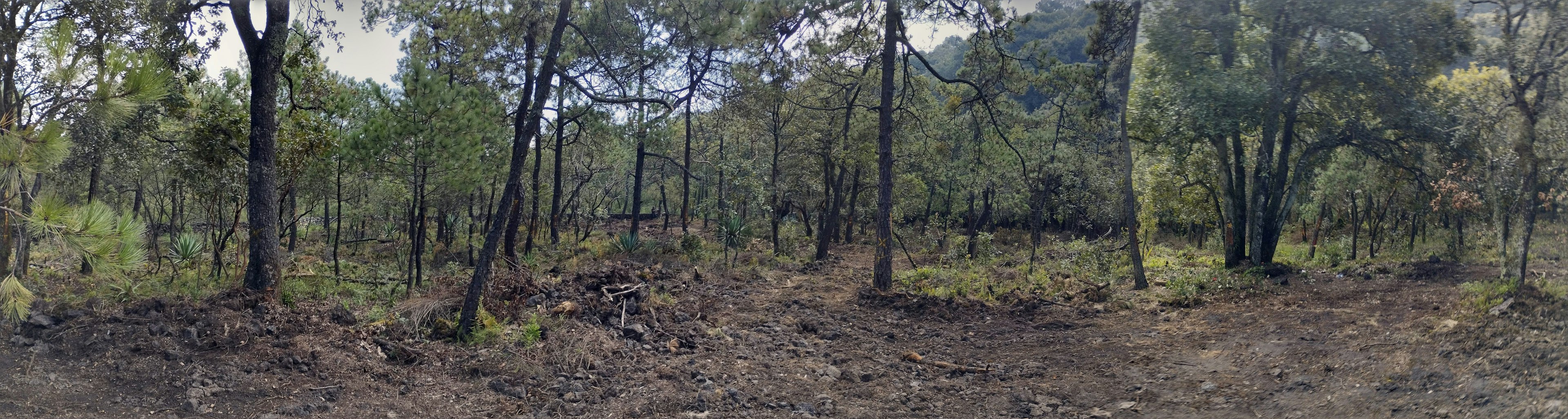 Imagen panorámica de un terreno forestal, mostrando una variedad de árboles y vegetación con espacio despejado, potencial para desarrollo inmobiliario rural o conservación.