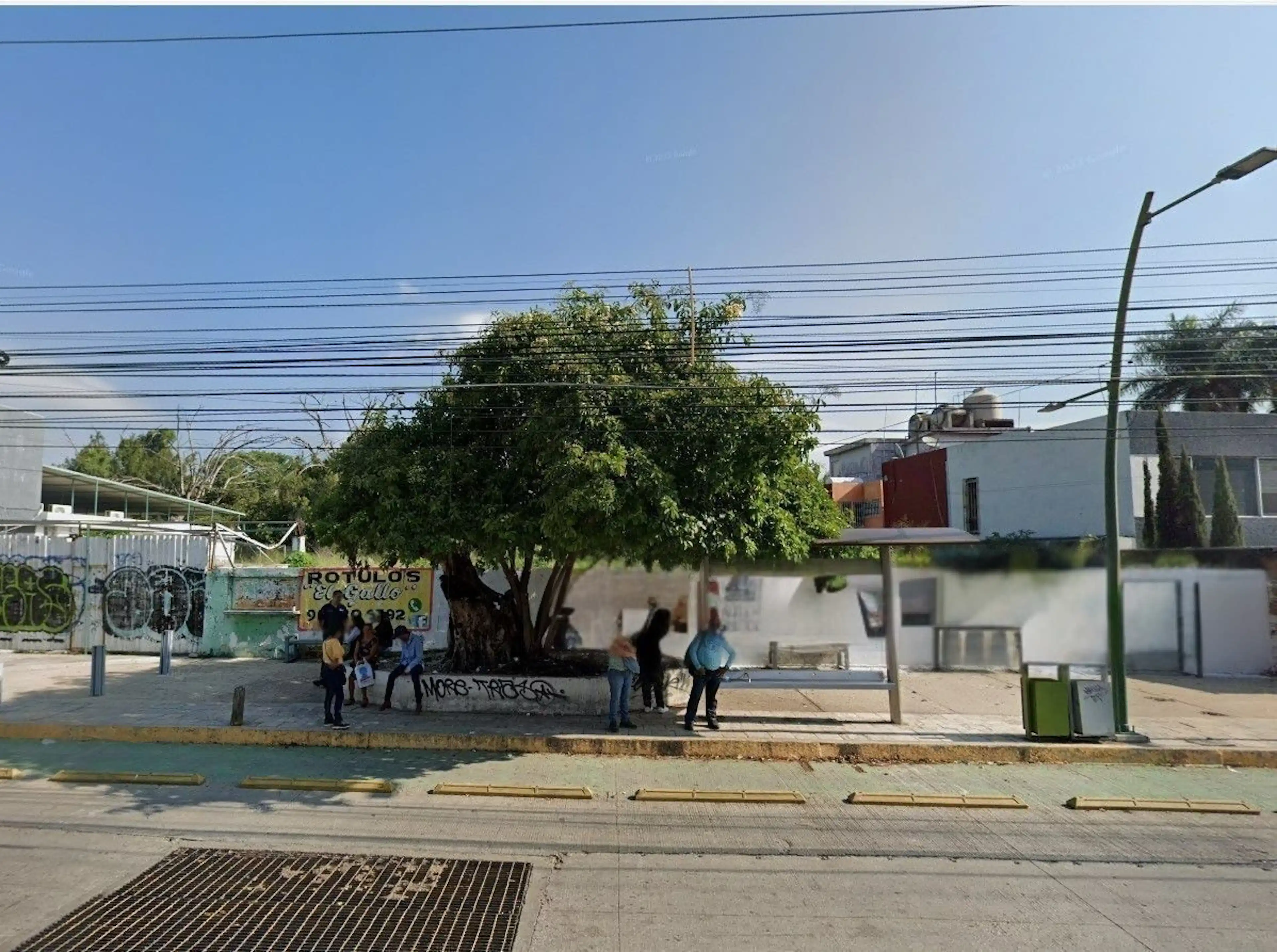 Palmas 6