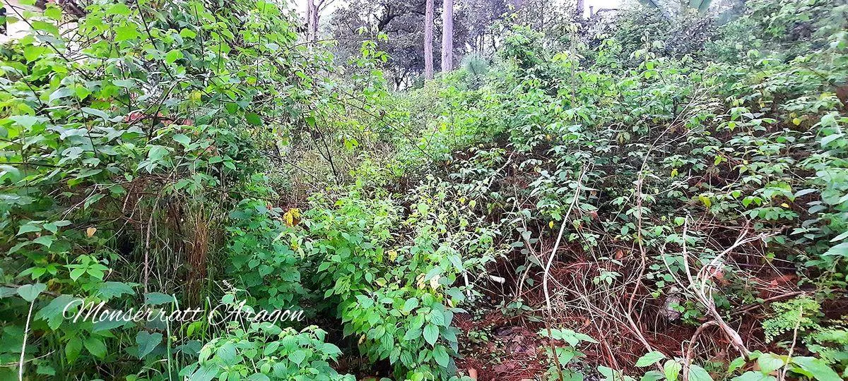 Terreno Spot2