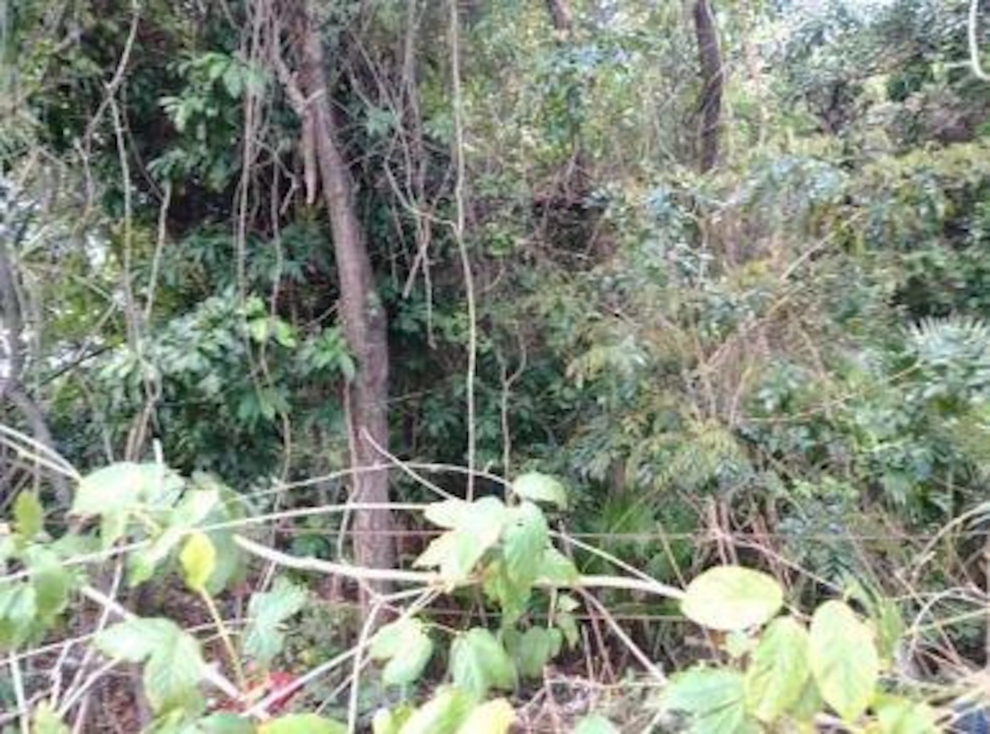Terreno en Av. Nichupte