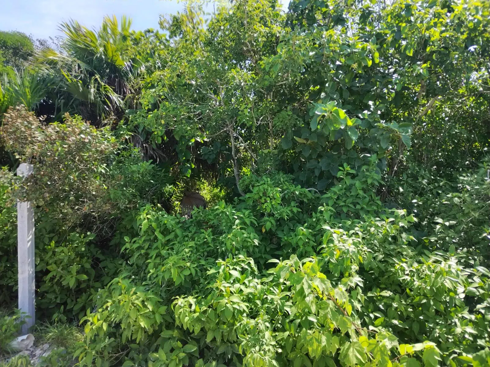 Terreno Spot2
