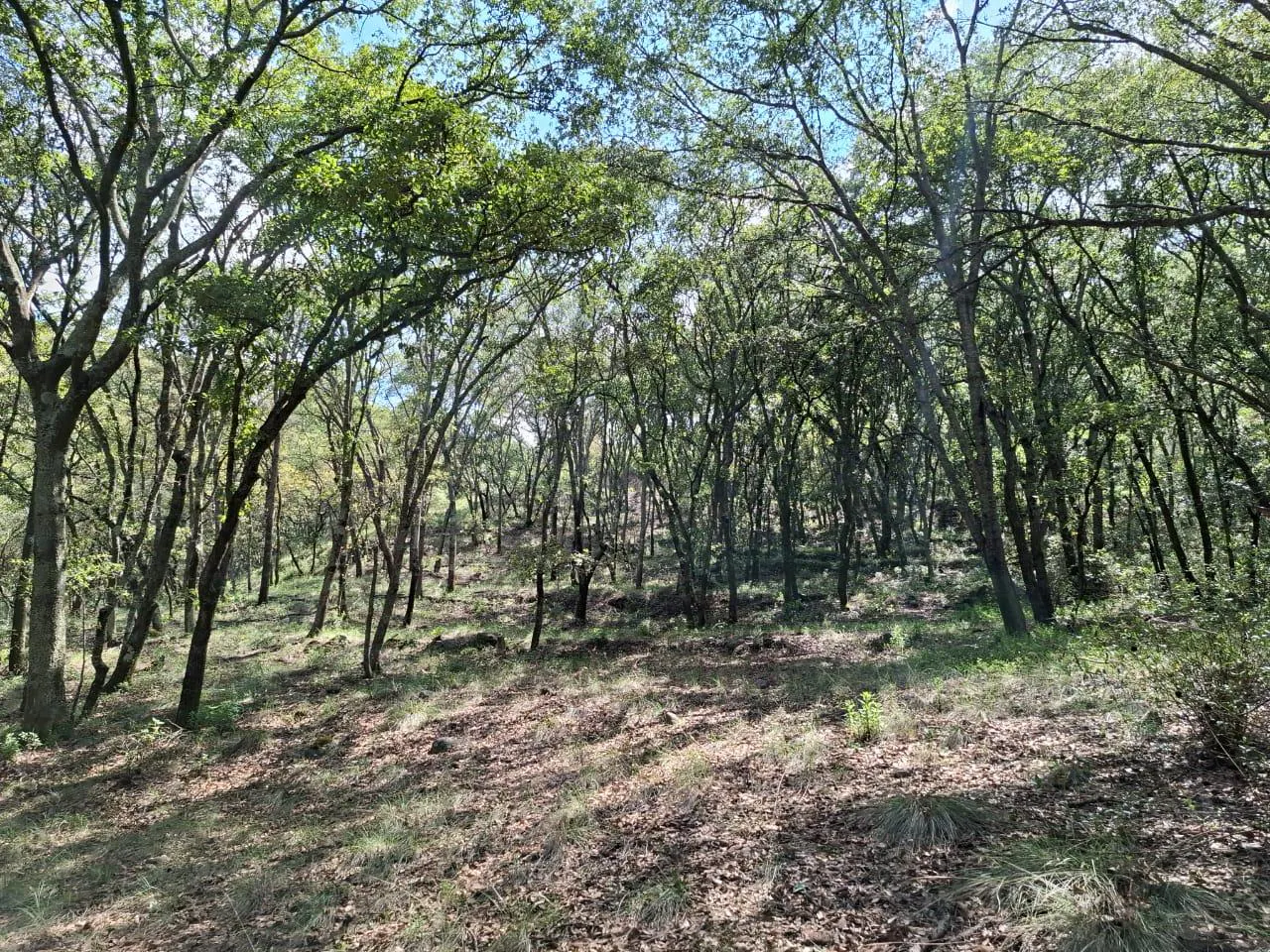 Terreno Spot2