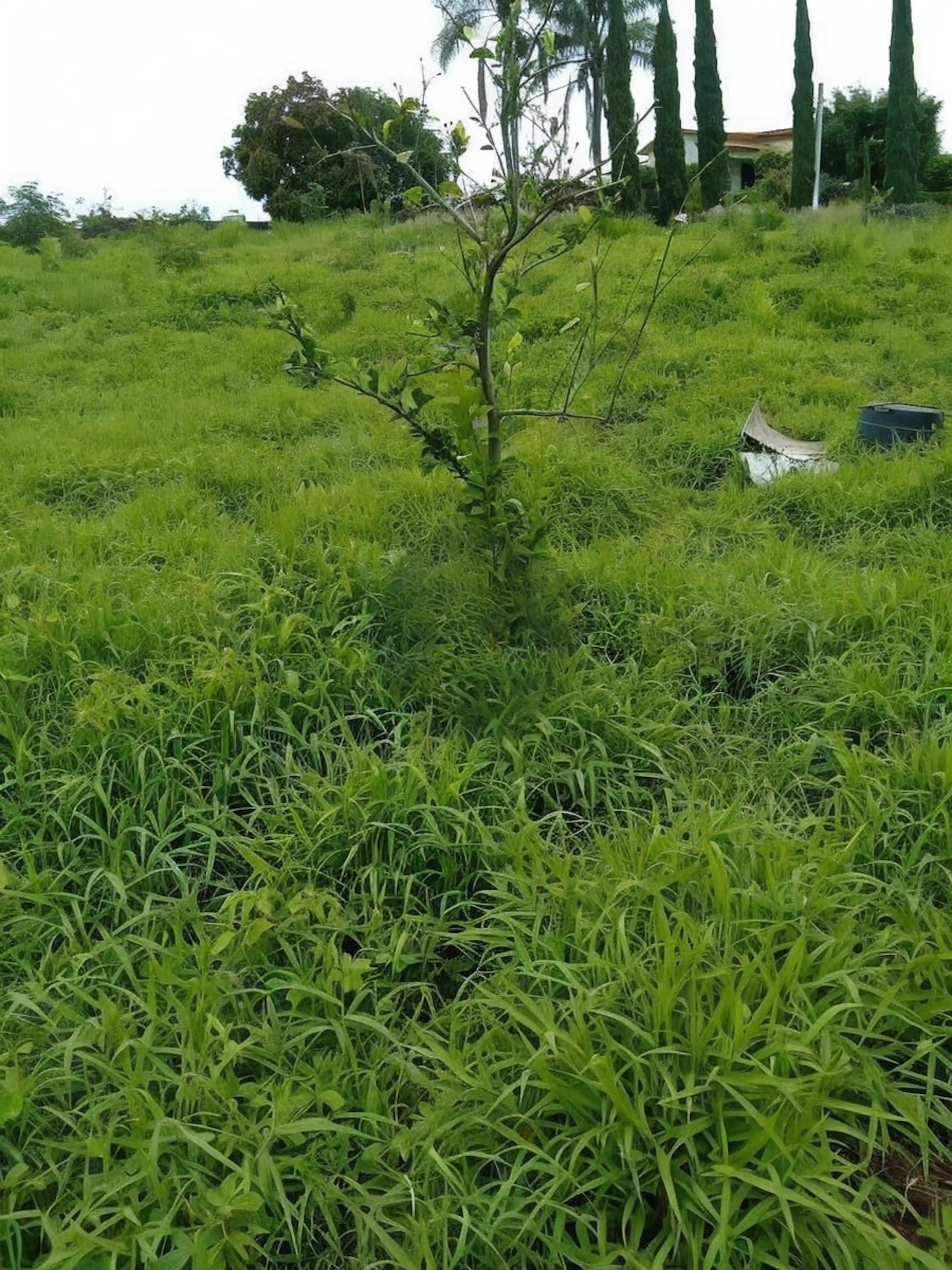 VENTA TERRENO EN TLAYACAPAN MORELOS