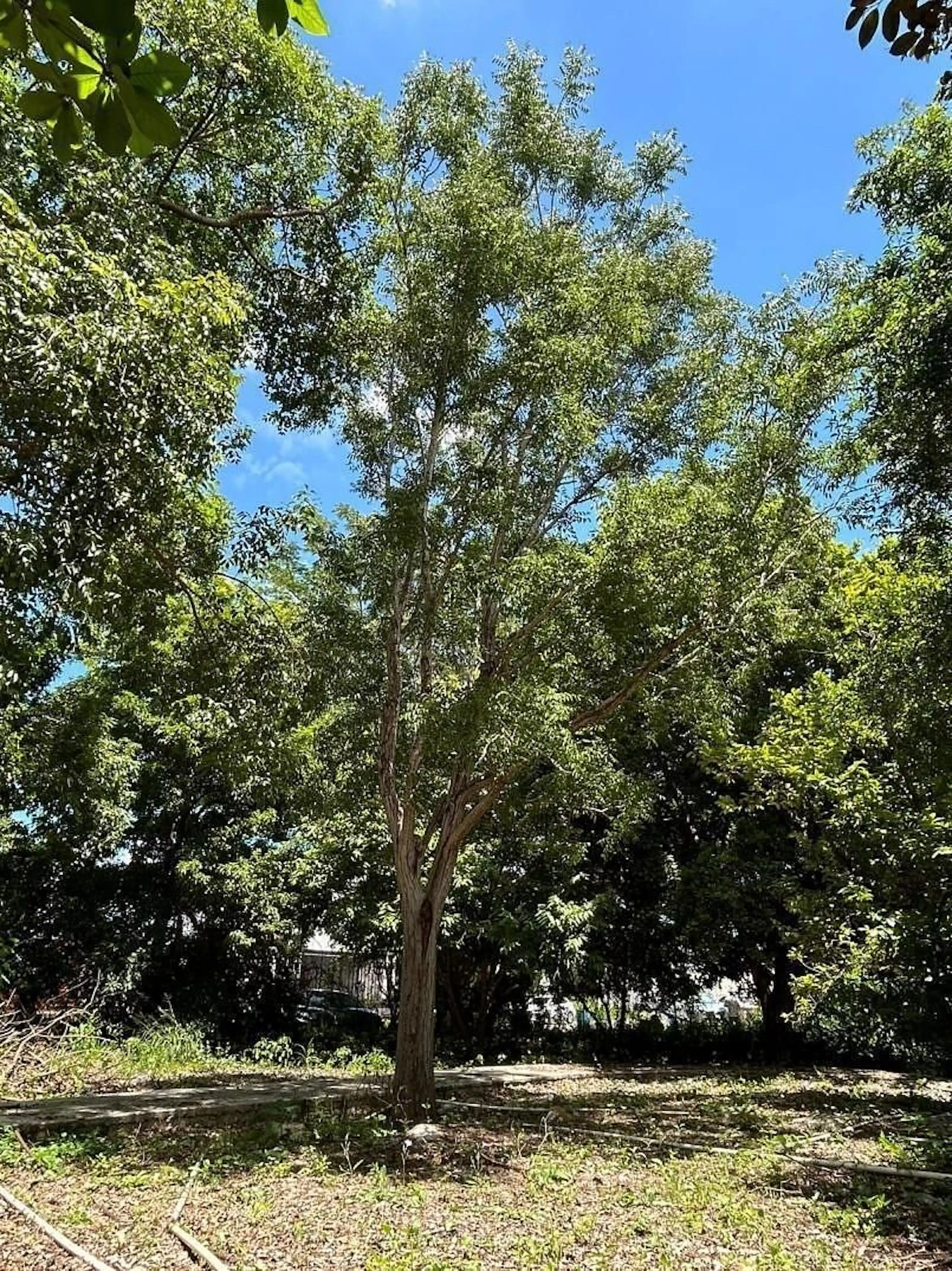 Más De 5ha En Venta En La Reserva Cuxtal, Ideal Para Proyecto Turístico O Rancho