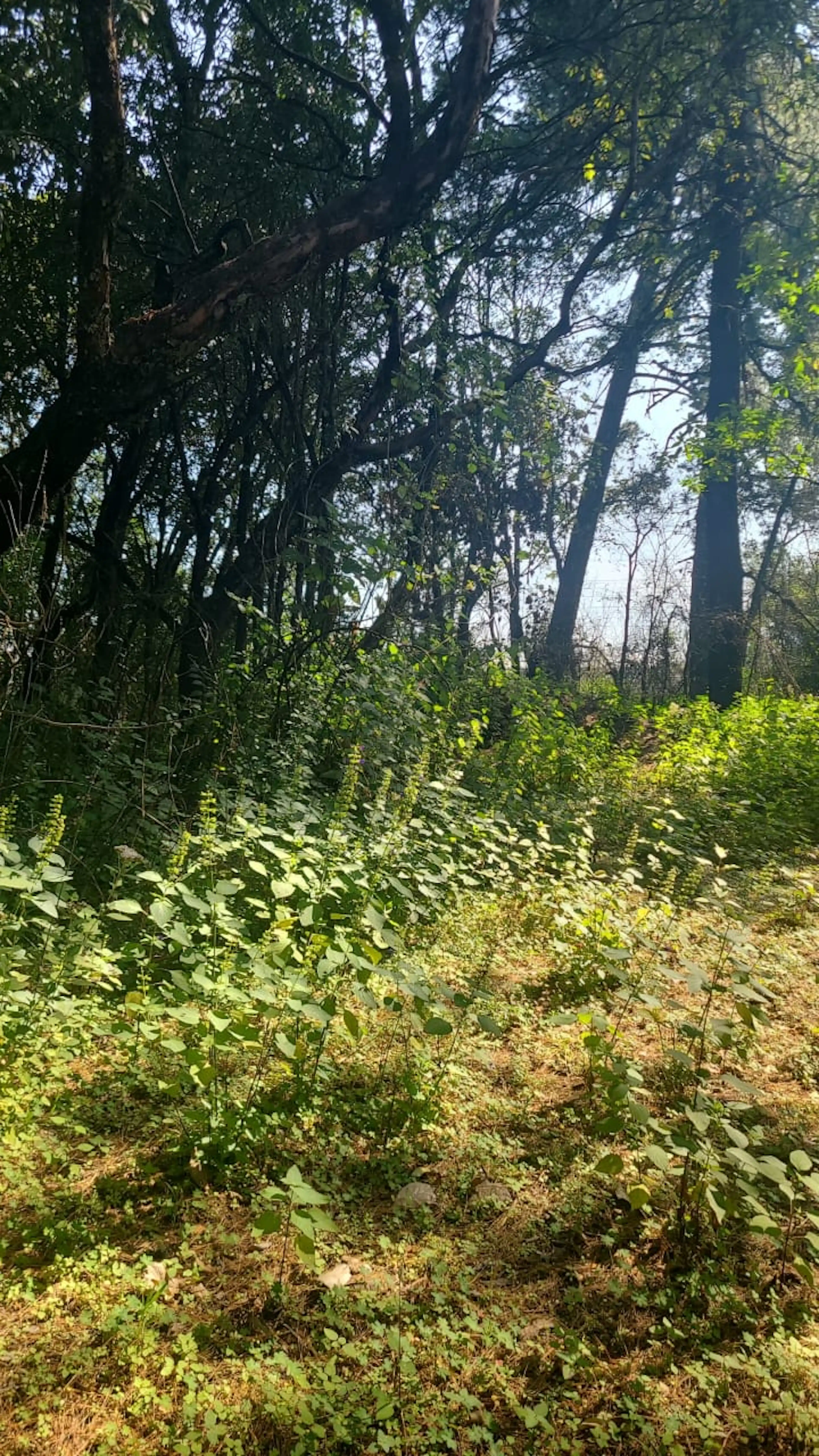 Autopista Mexico -toluca