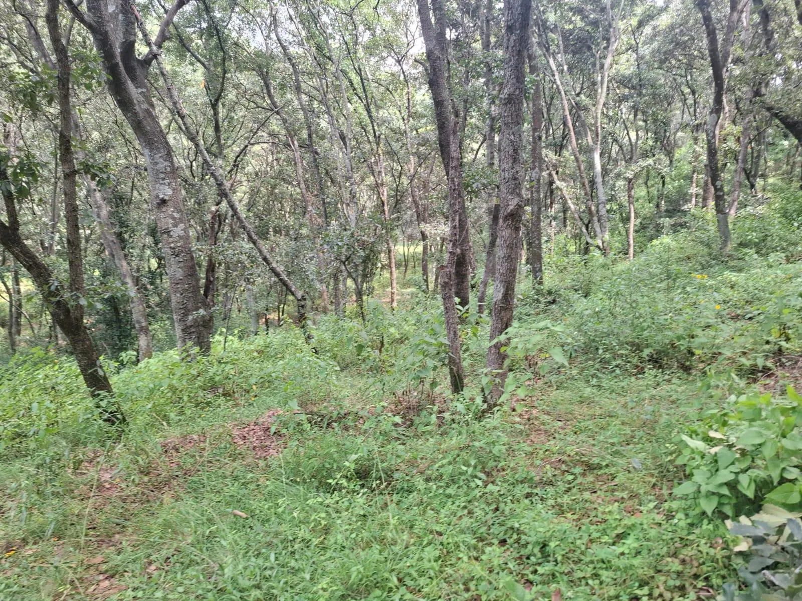 Terreno Spot2
