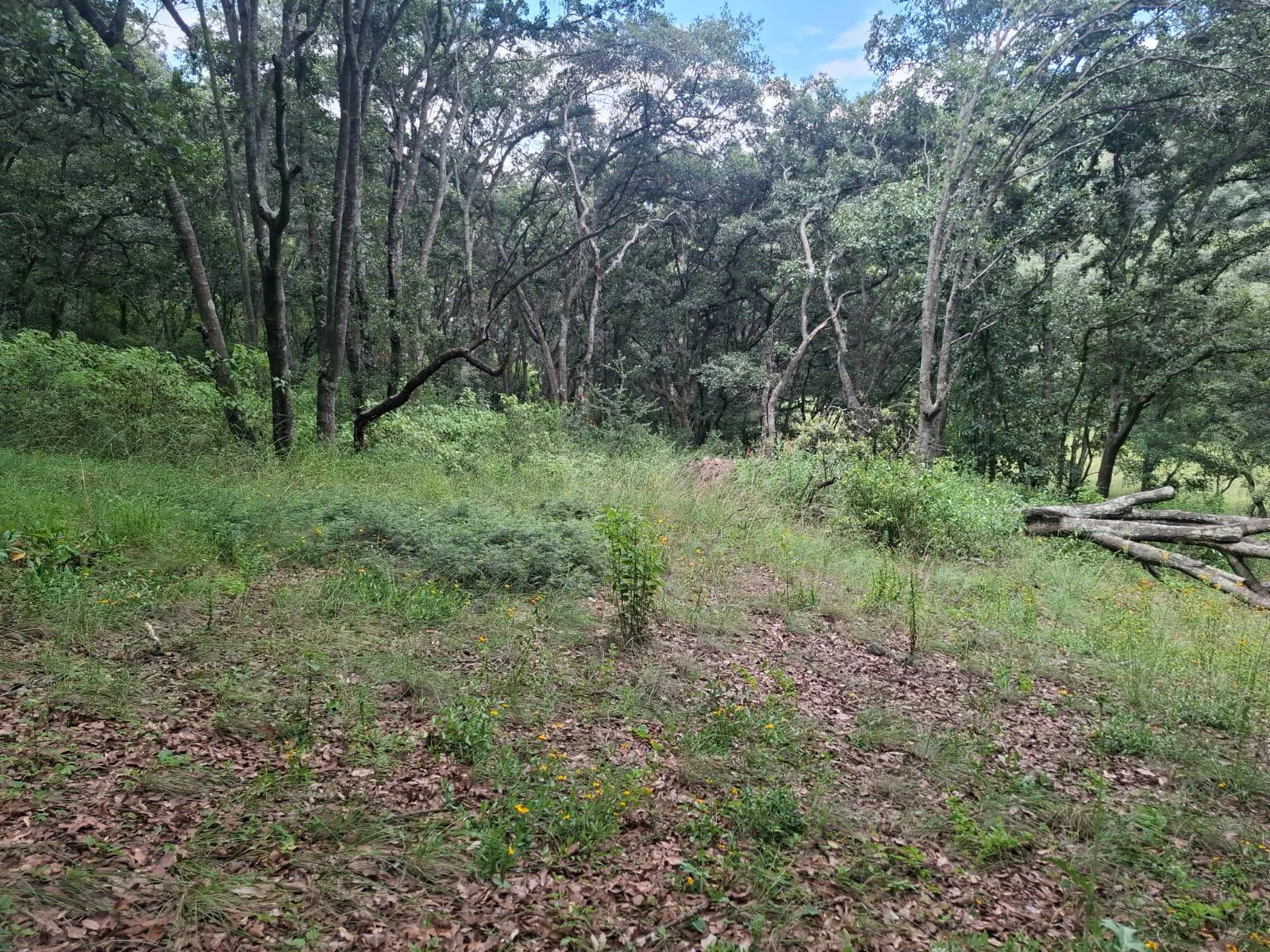 Terreno Spot2