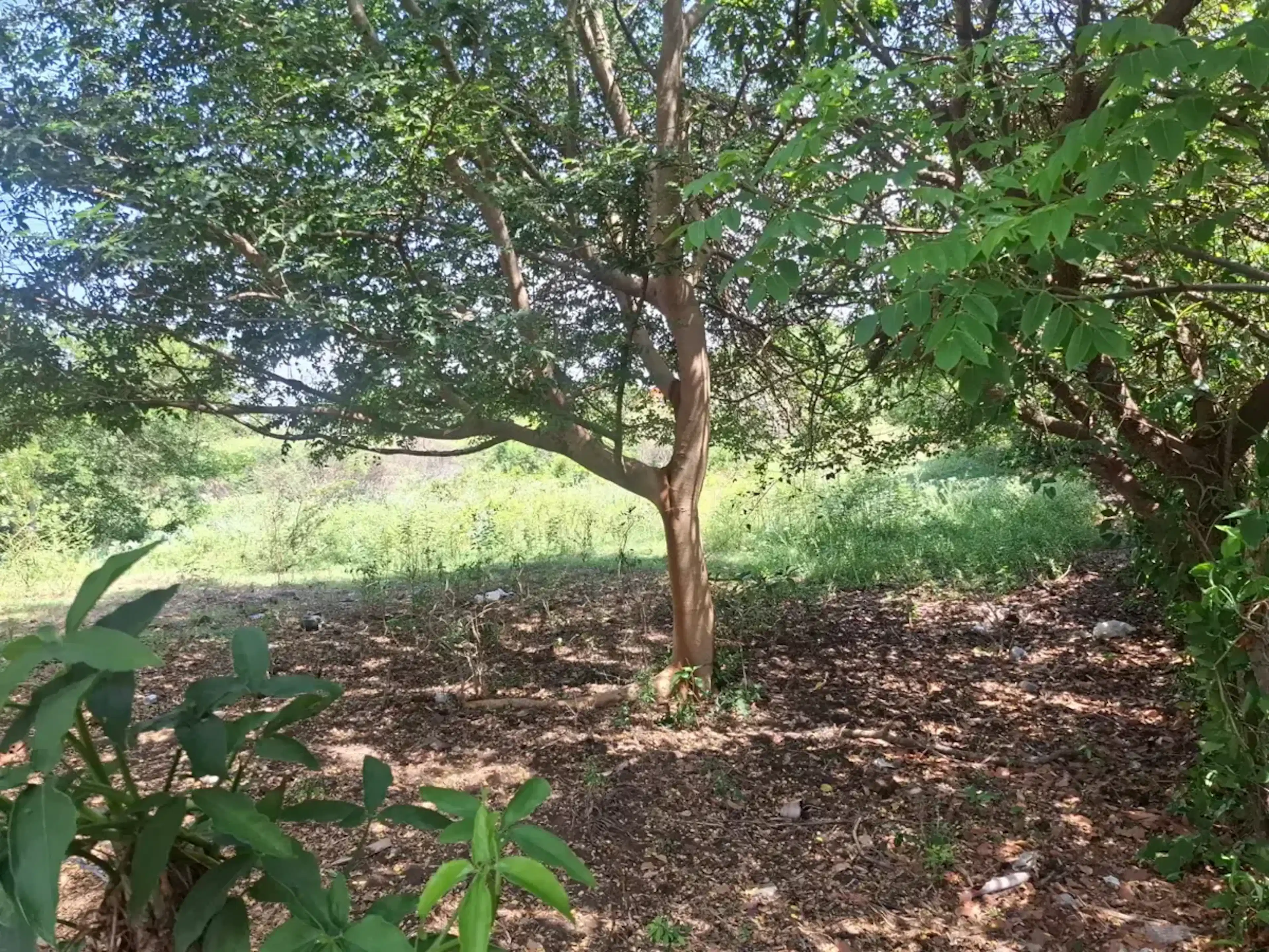 Terreno En Venta En Primero De La Palma, Medellín De Bravo, Veracruz De Ignacio De La Llave