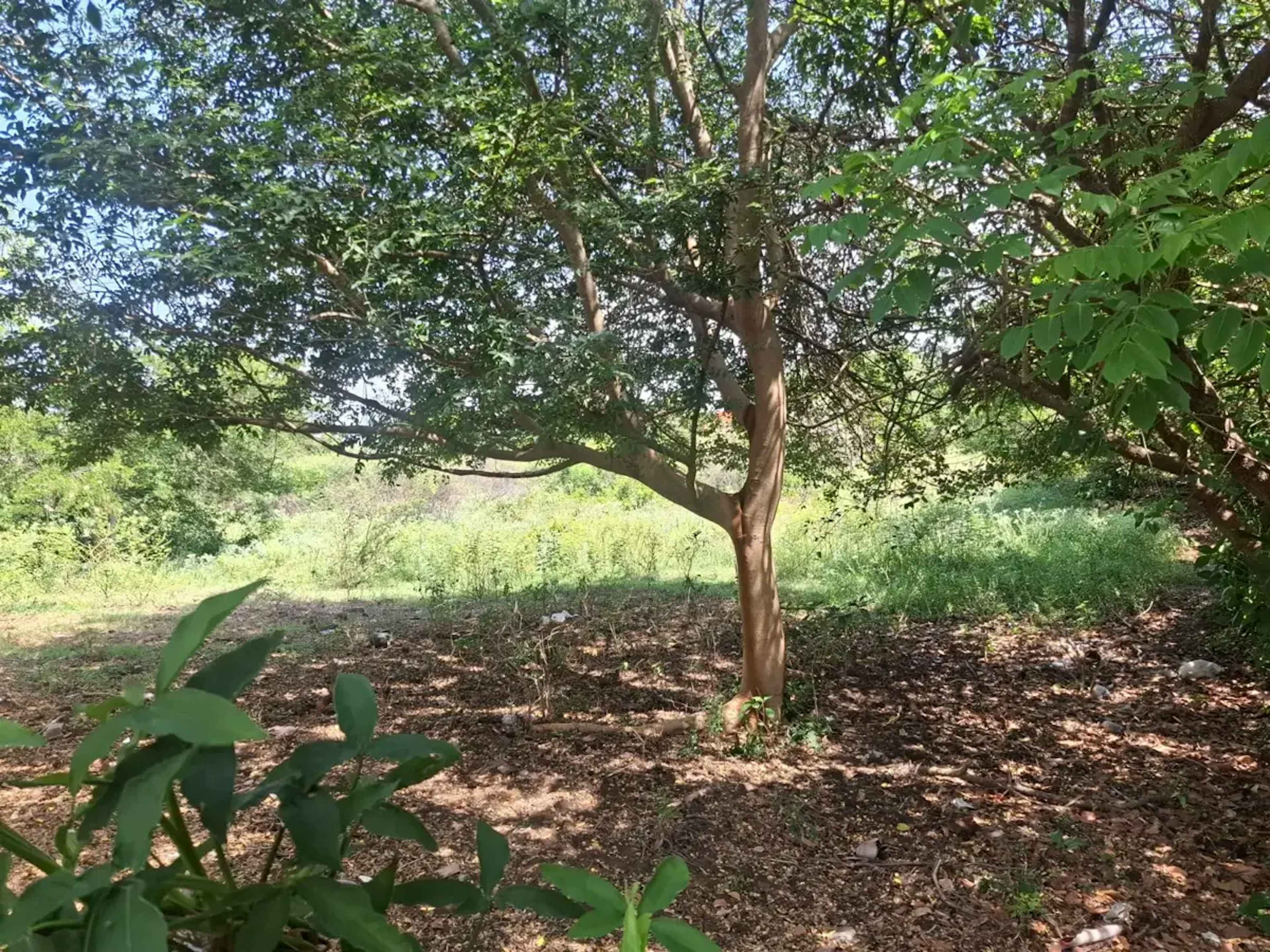 Terreno En Venta En Primero De La Palma, Medellín De Bravo, Veracruz De Ignacio De La Llave