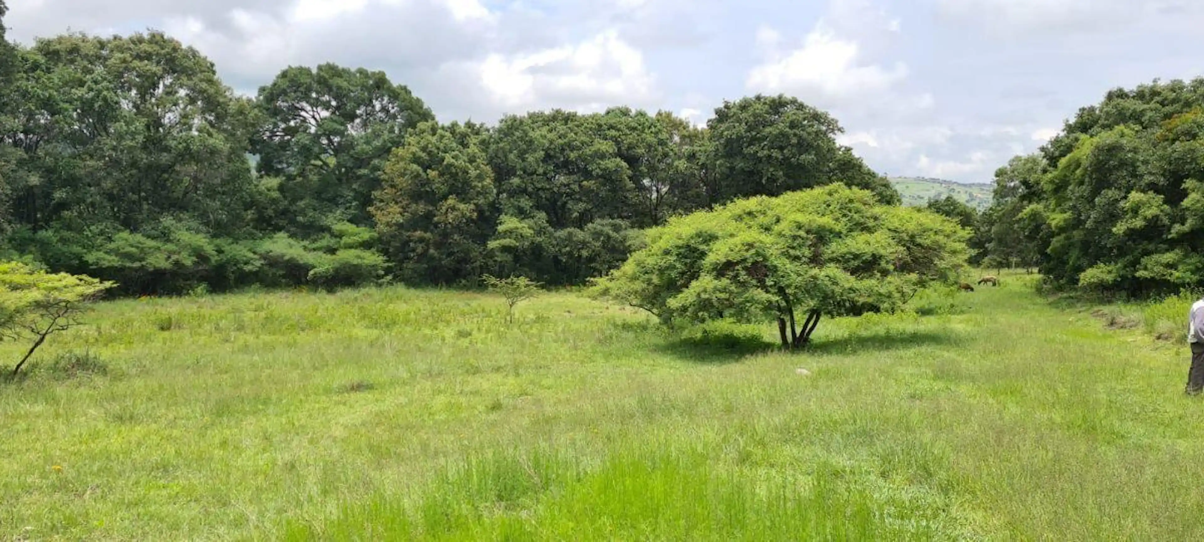 Venta De Terreno Haras Del Bosque Precio De Remate