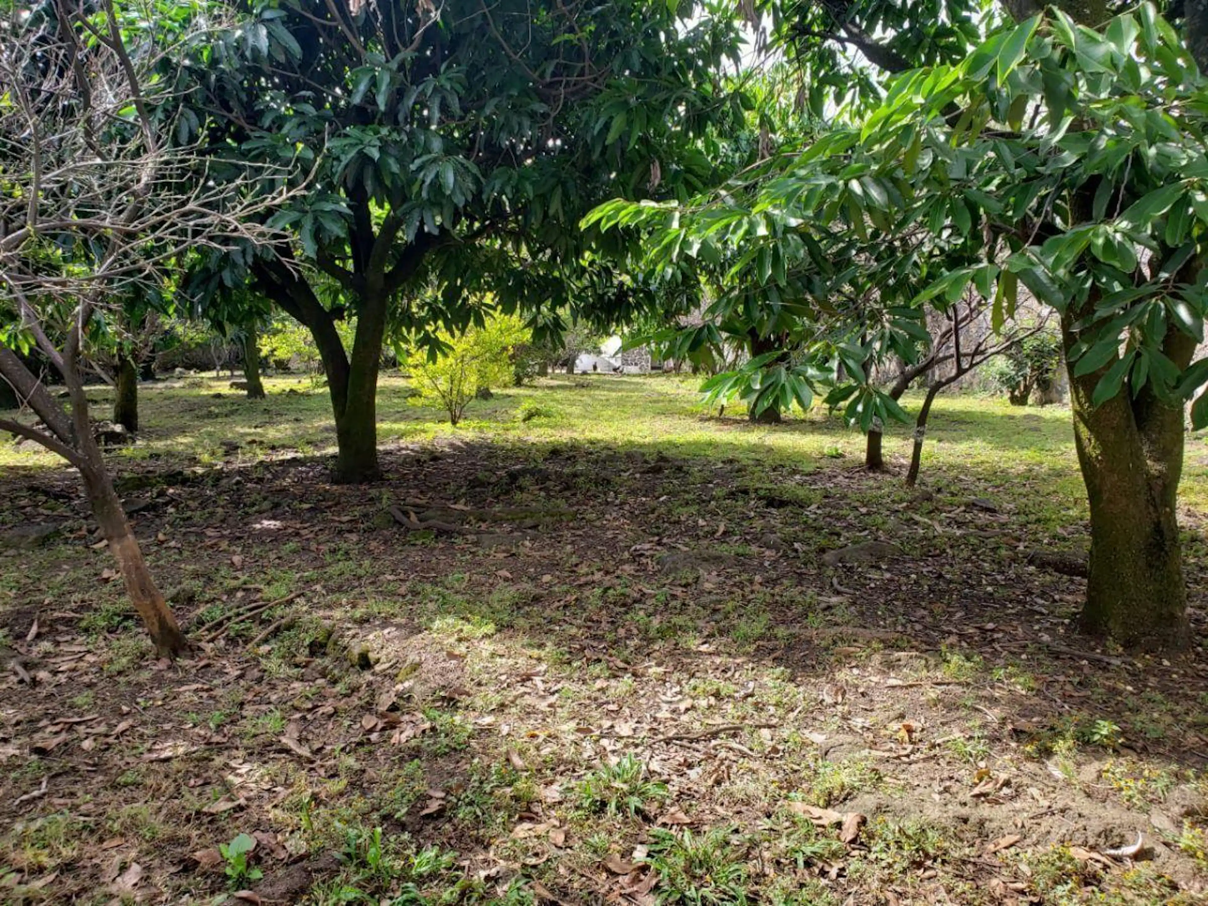 Venta De Terreno Col. 3 De Mayo, Emiliano Zapata, Morelos