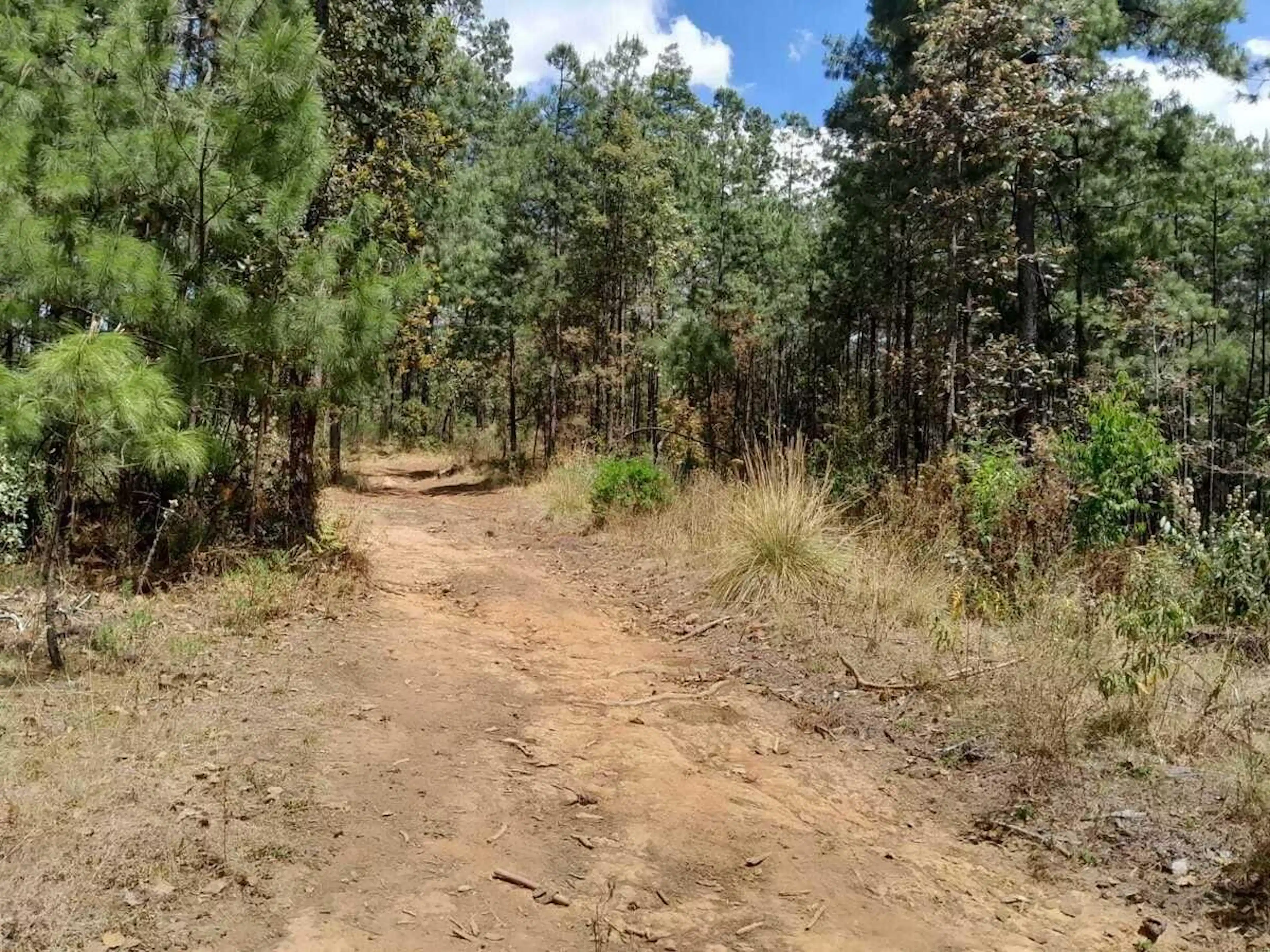 Terreno arbolado con río en San Jerónimo Amanalco