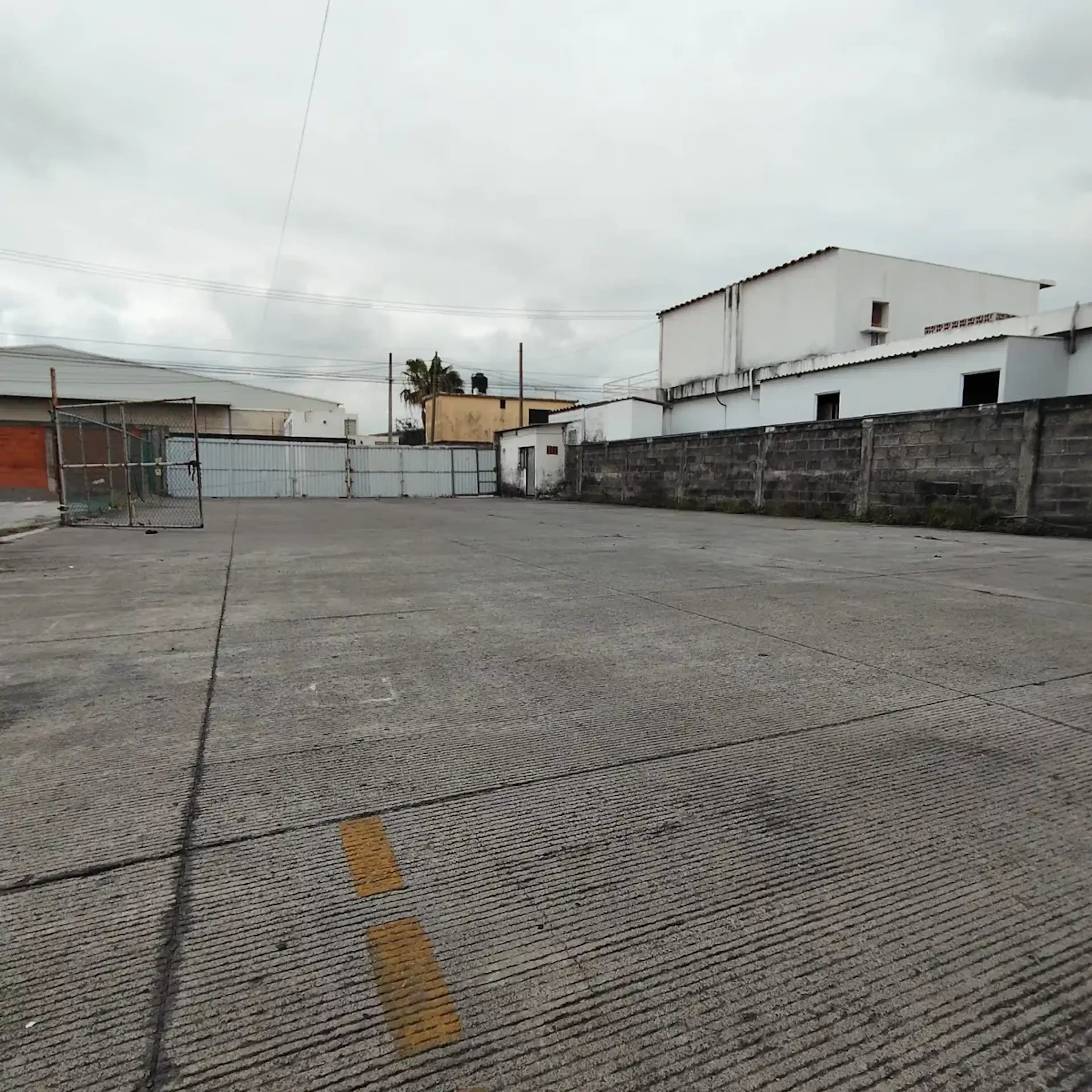 Palmas S/n