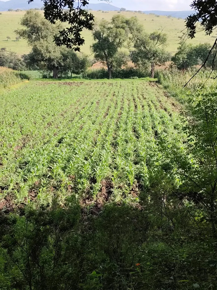 Terreno Spot2