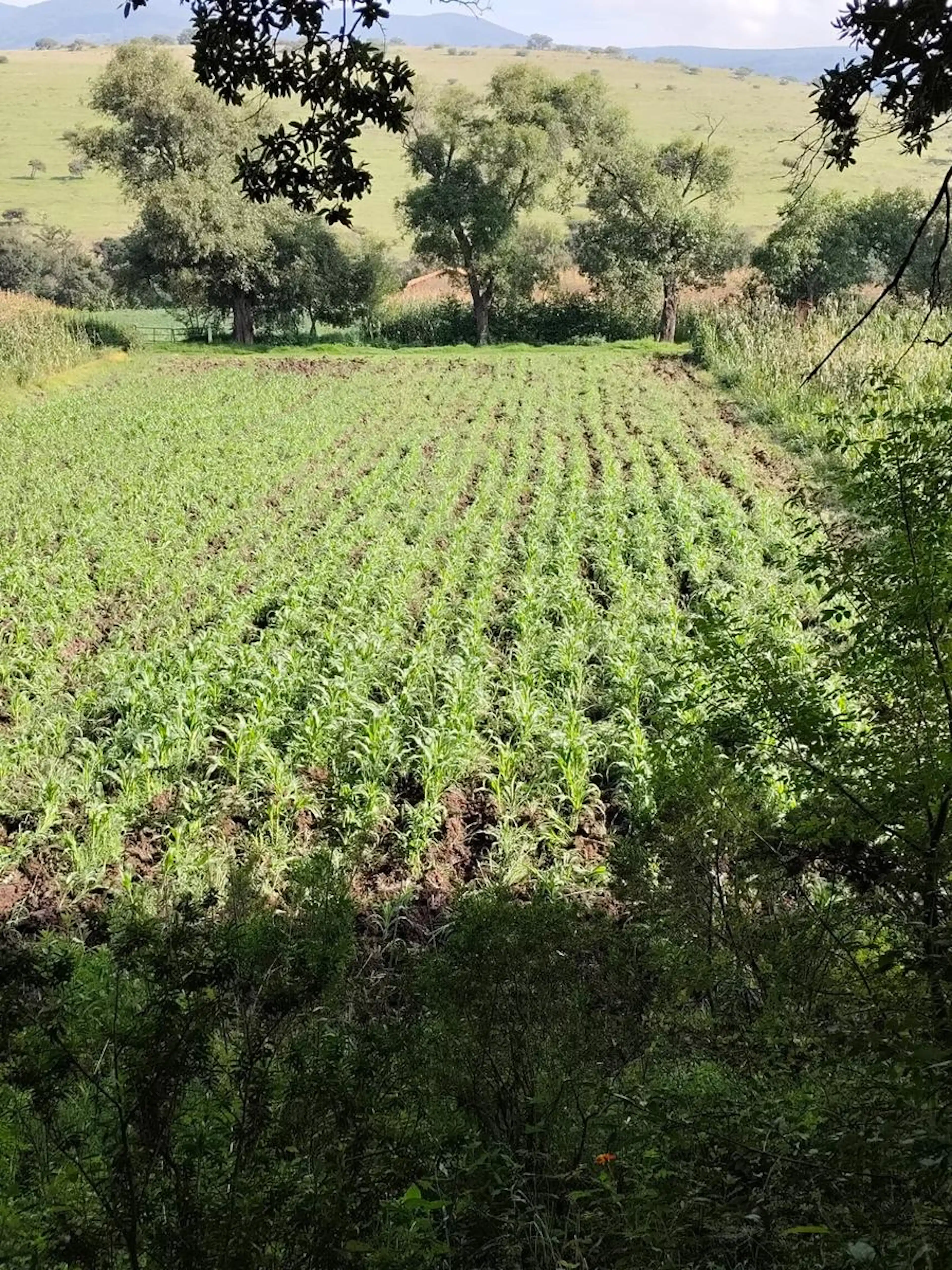 TERRENO RUSTICO