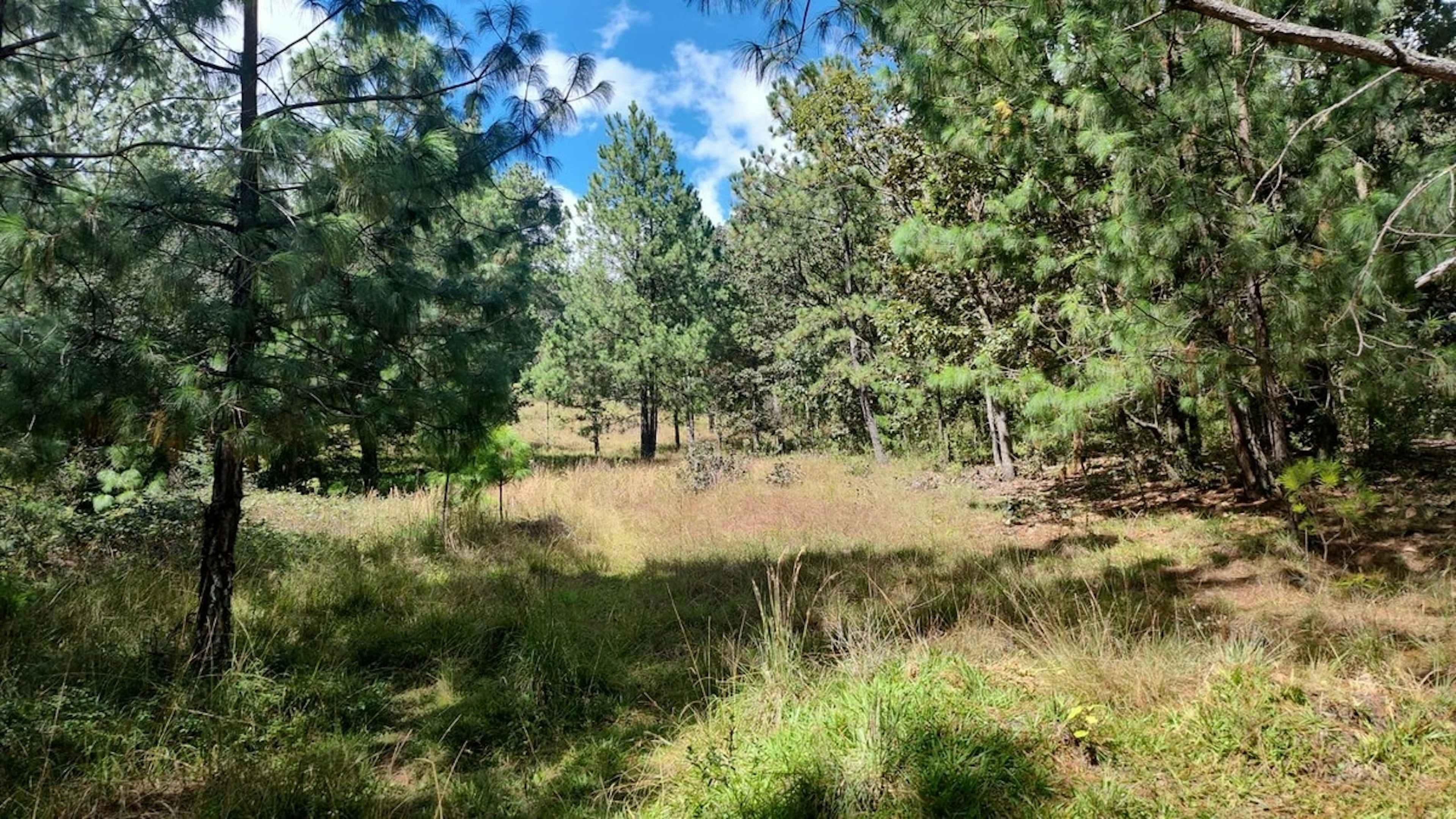 Carretera Internacional 1113