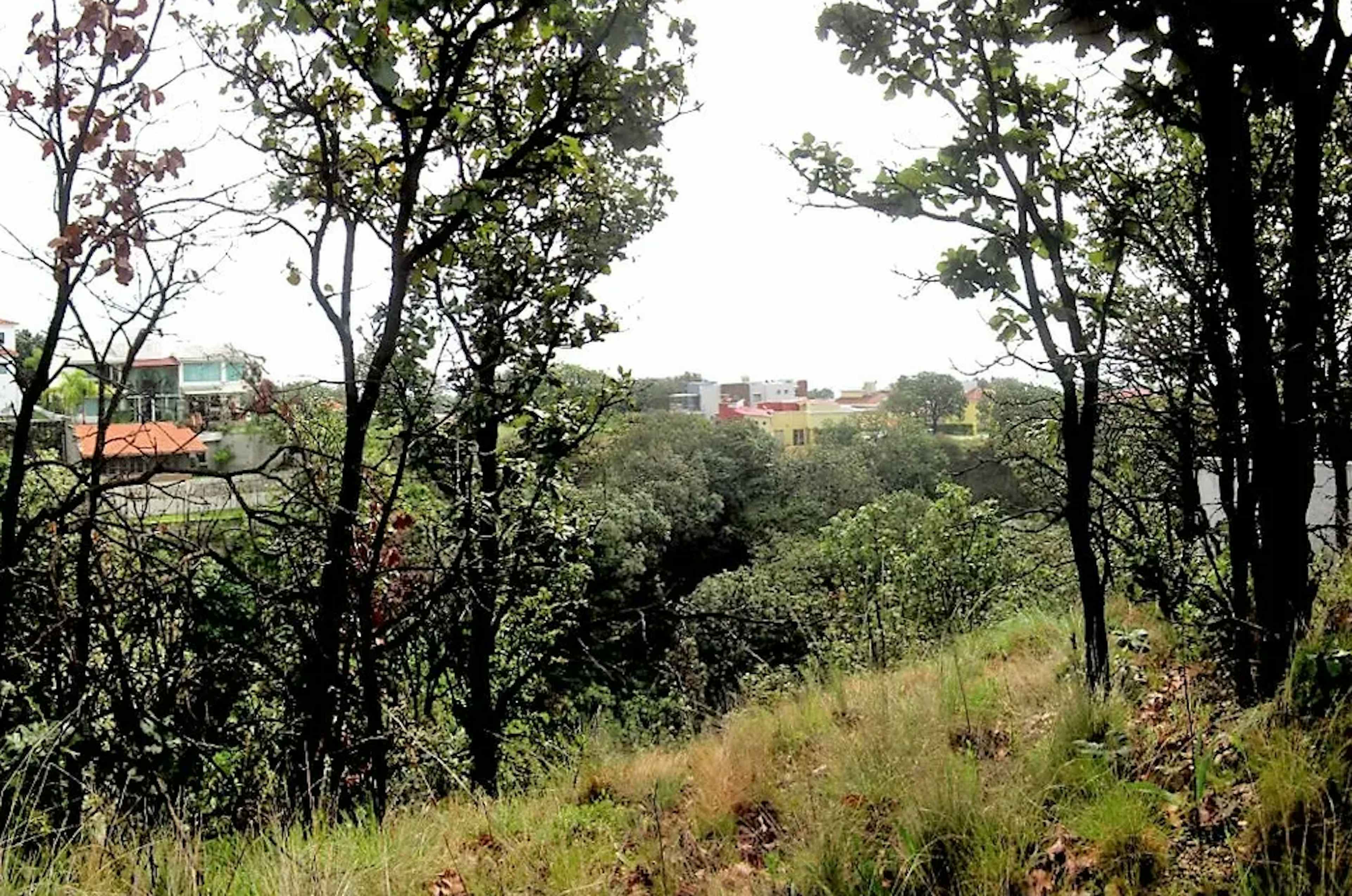 Paseó De Los Cedros 200