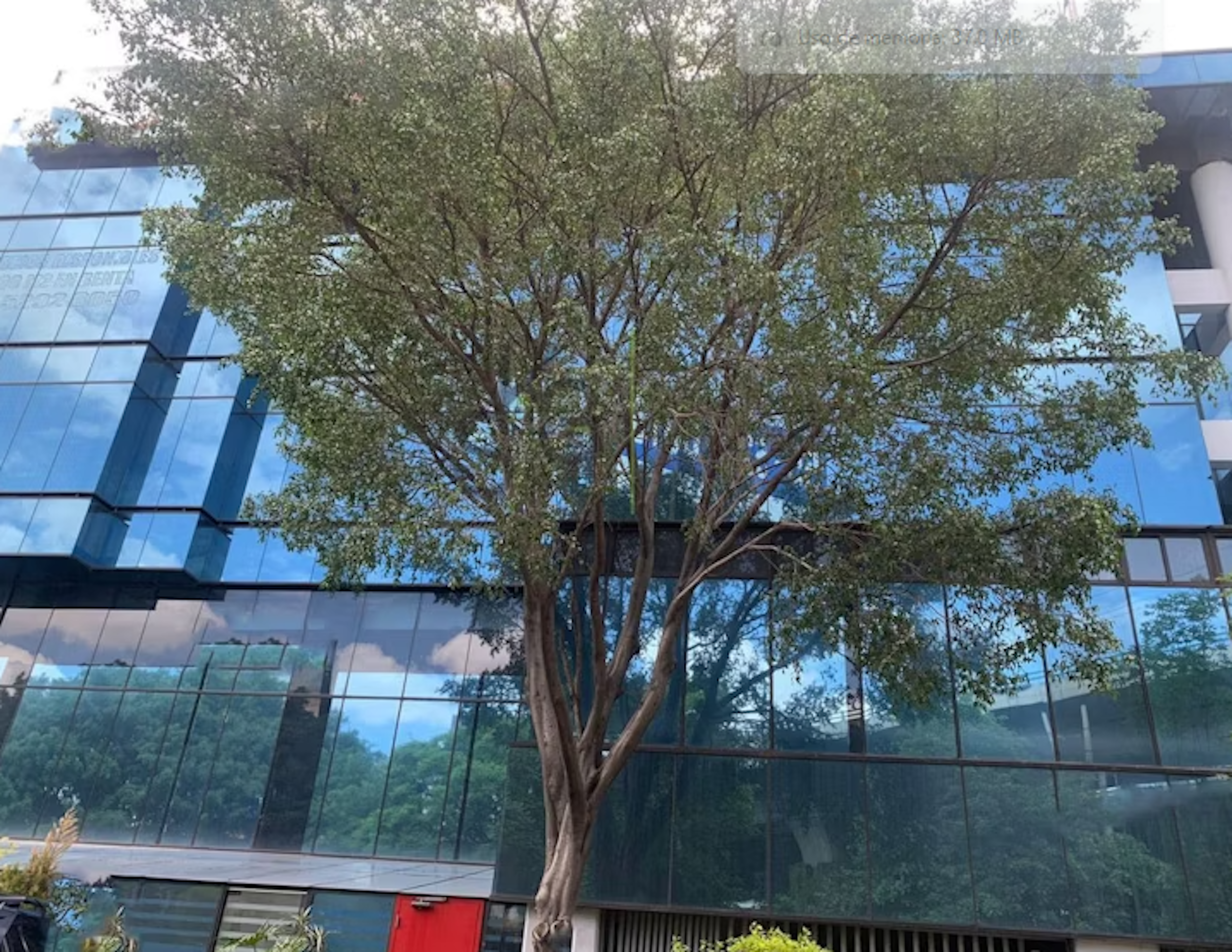La imagen muestra un moderno edificio de oficinas con fachada de vidrio azul reflectante, que contrasta con un gran árbol frondoso en primer plano. La arquitectura contemporánea del edificio se integra armoniosamente con el elemento natural, creando un atractivo diseño urbano que combina naturaleza y desarrollo inmobiliario. El árbol proporciona sombra y un toque de verdor al entorno corporativo.
