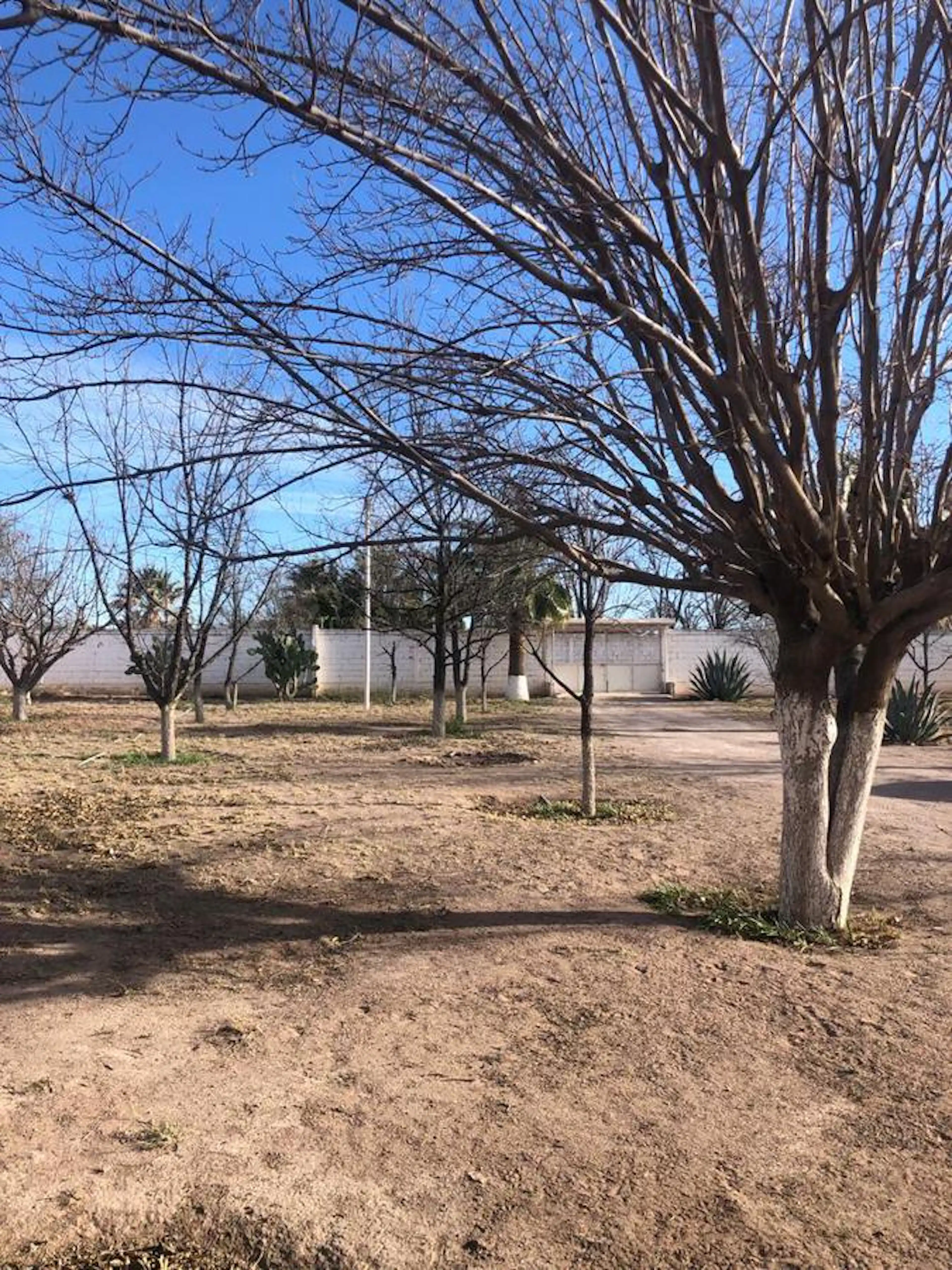 NOGALERA EN VENTA EN DELICIAS CON CASA Y ALBERCA