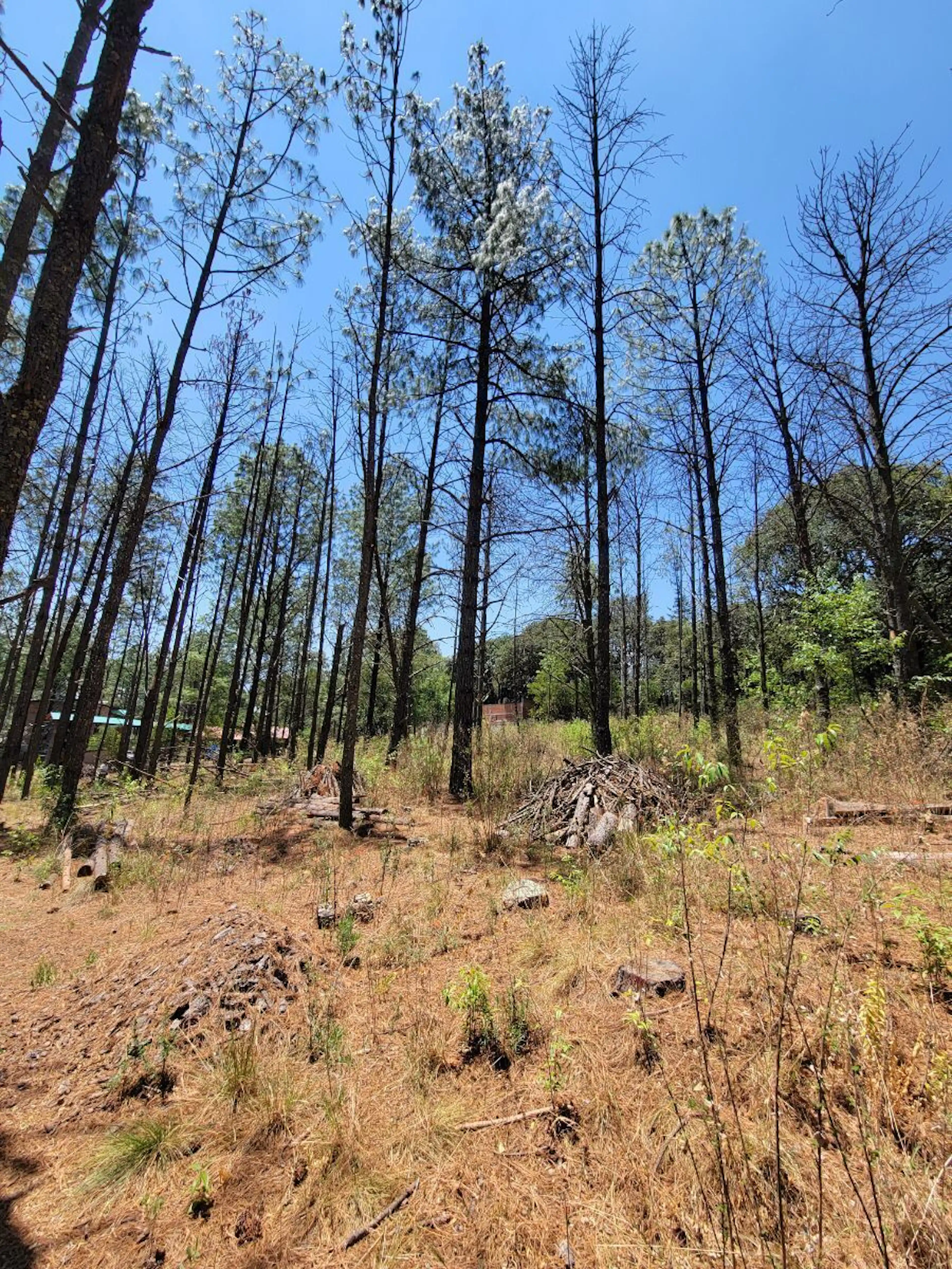 Venta De Terreno Campestre Mas De 1000 M2,  Para Cabaña En Amealco, Querétaro.