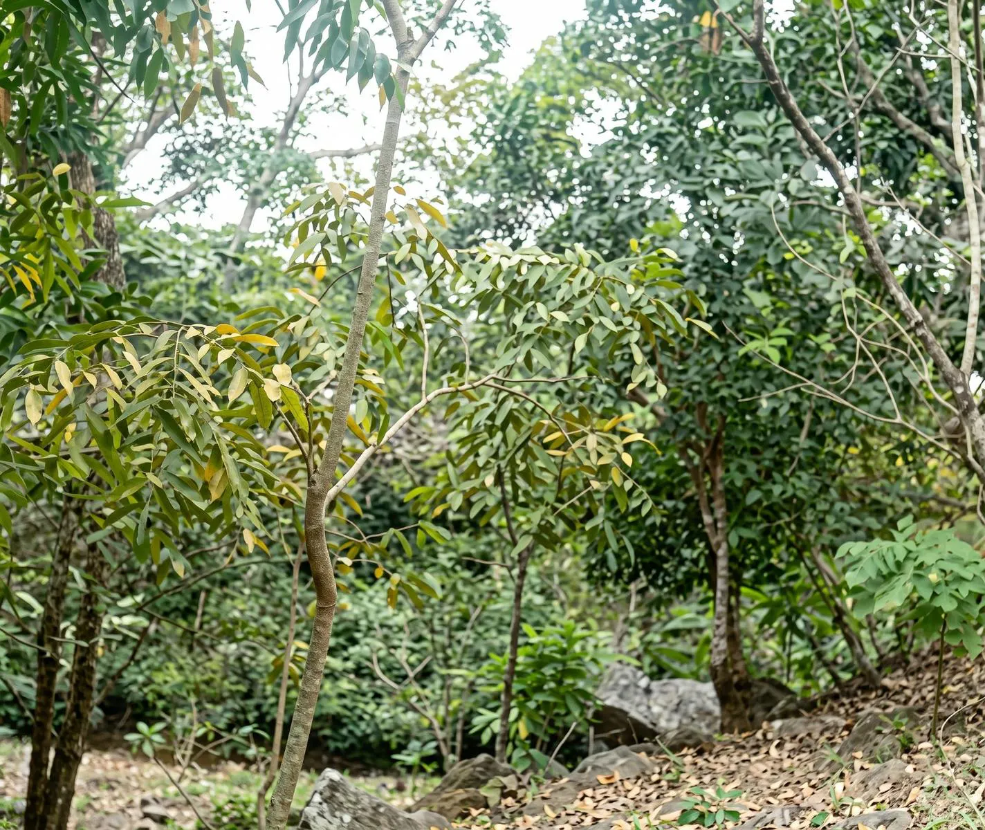 Terreno Spot2