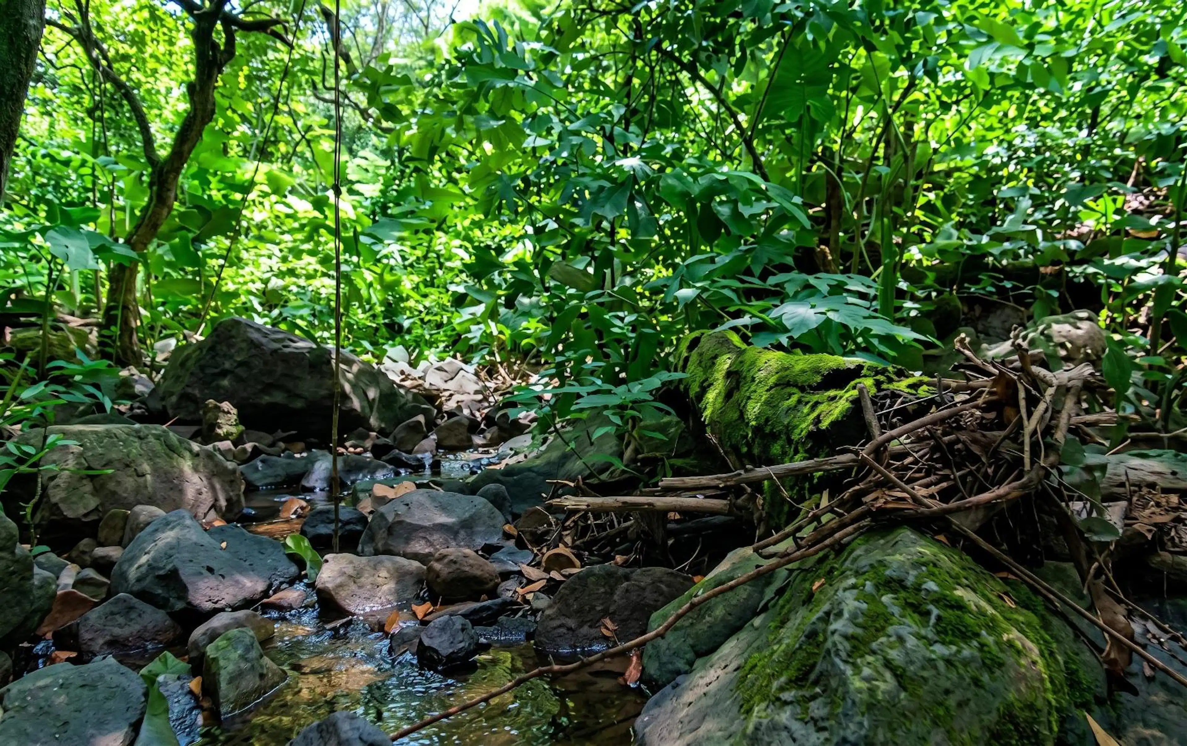 Terreno en venta, en  Cofradía de Suchitlán, Comala, Colima