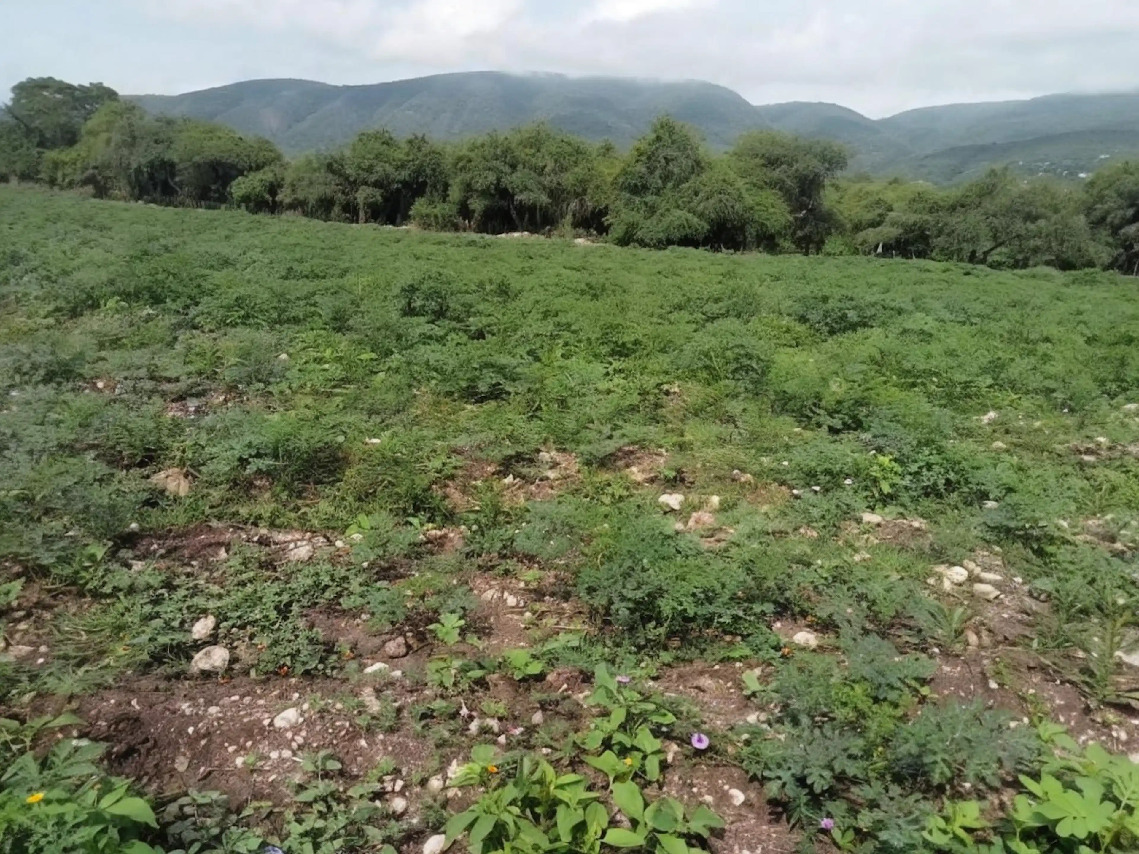Terreno En Pueblo Tlaltizapan De Pacheco