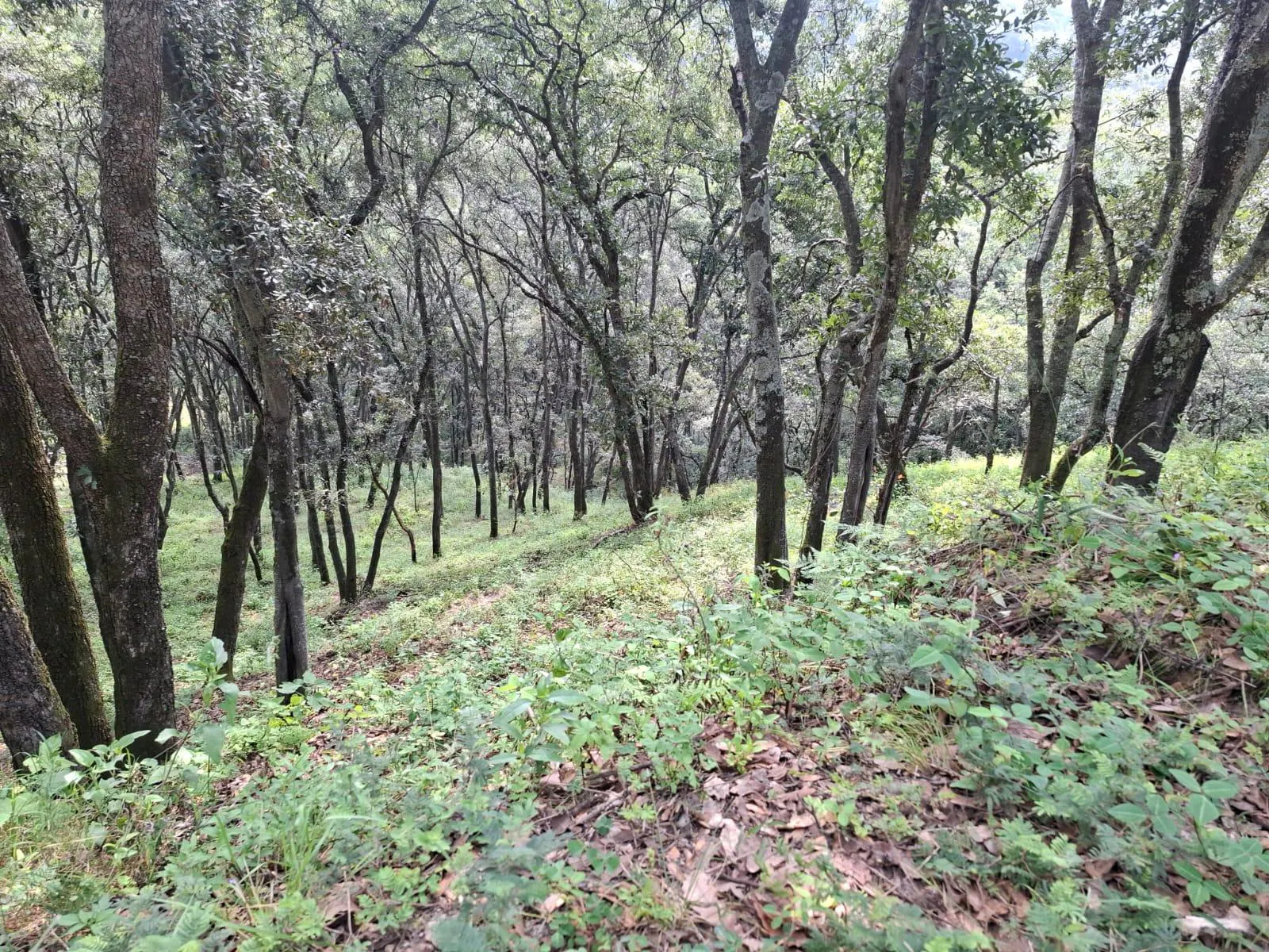 Terreno Spot2