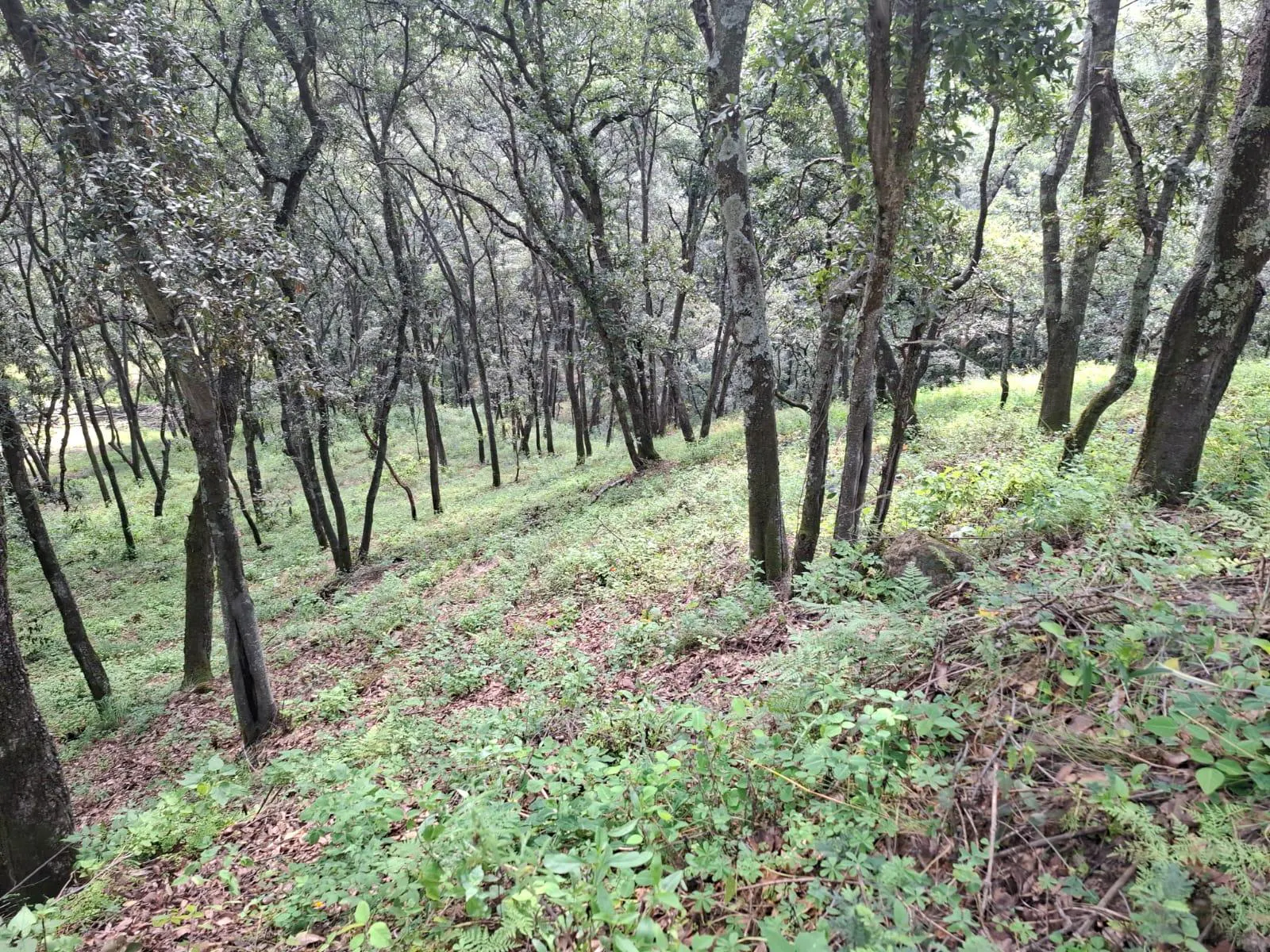 Terreno Spot2