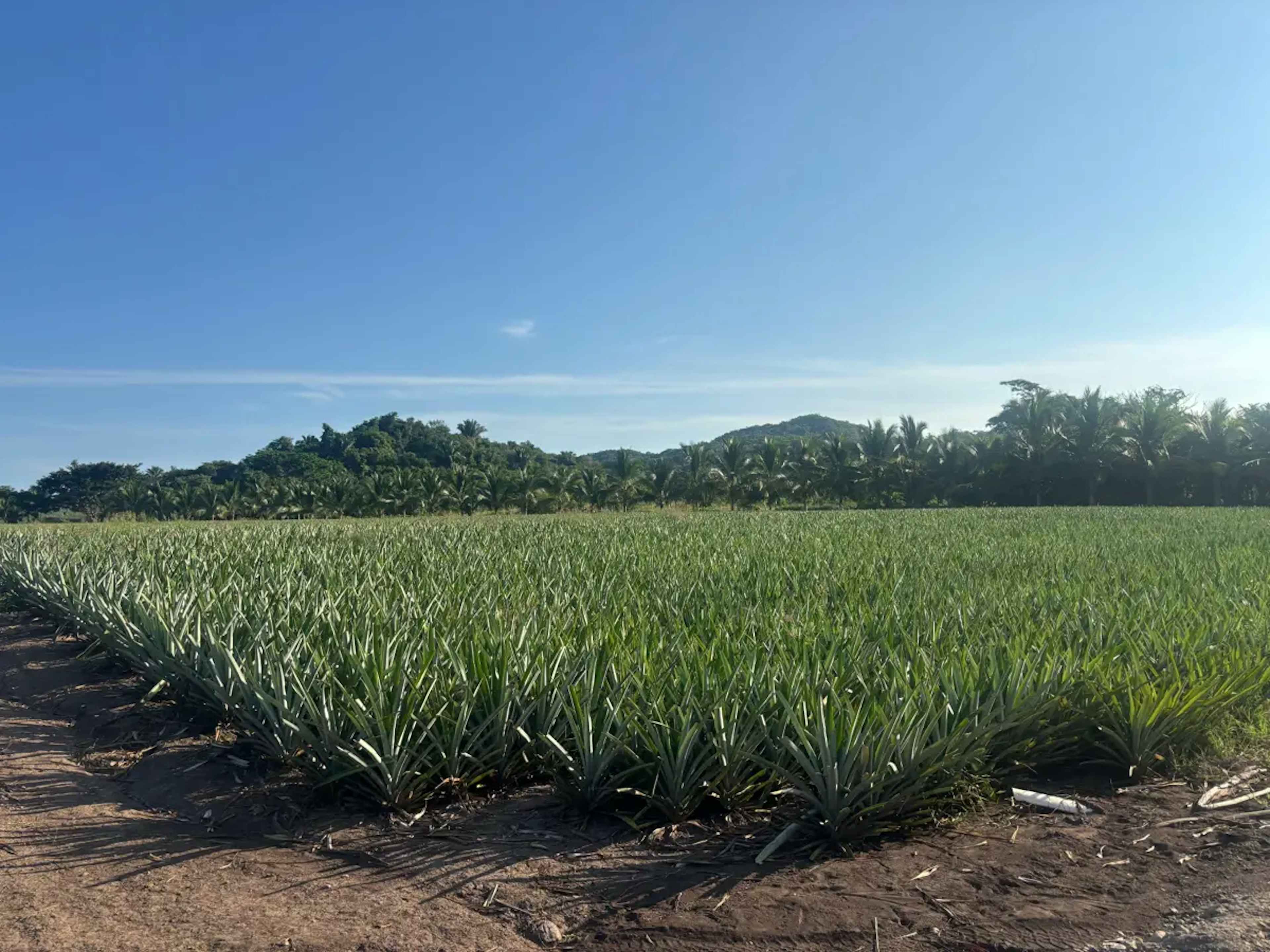 Terreno En Venta En Lo De Marcos, Bahía De Banderas, Nayarit