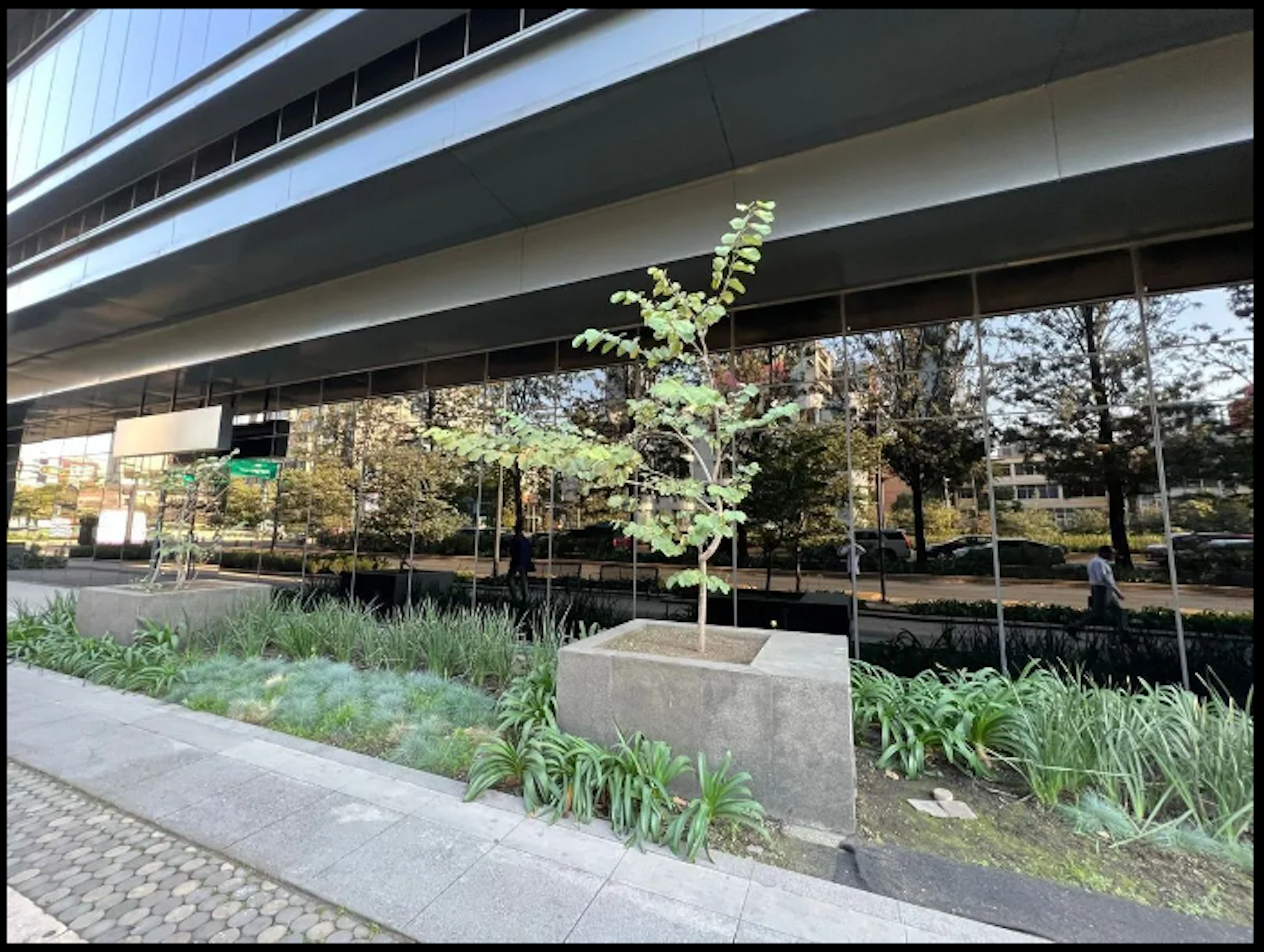 La imagen muestra un edificio moderno con fachada acristalada, reflejando un diseño urbano contemporáneo. En primer plano se aprecia un área verde bien cuidada con plantas y árboles jóvenes en maceteros de concreto. La combinación de arquitectura y paisajismo crea un ambiente atractivo y sostenible, típico de desarrollos inmobiliarios de alta gama en zonas comerciales o de oficinas.