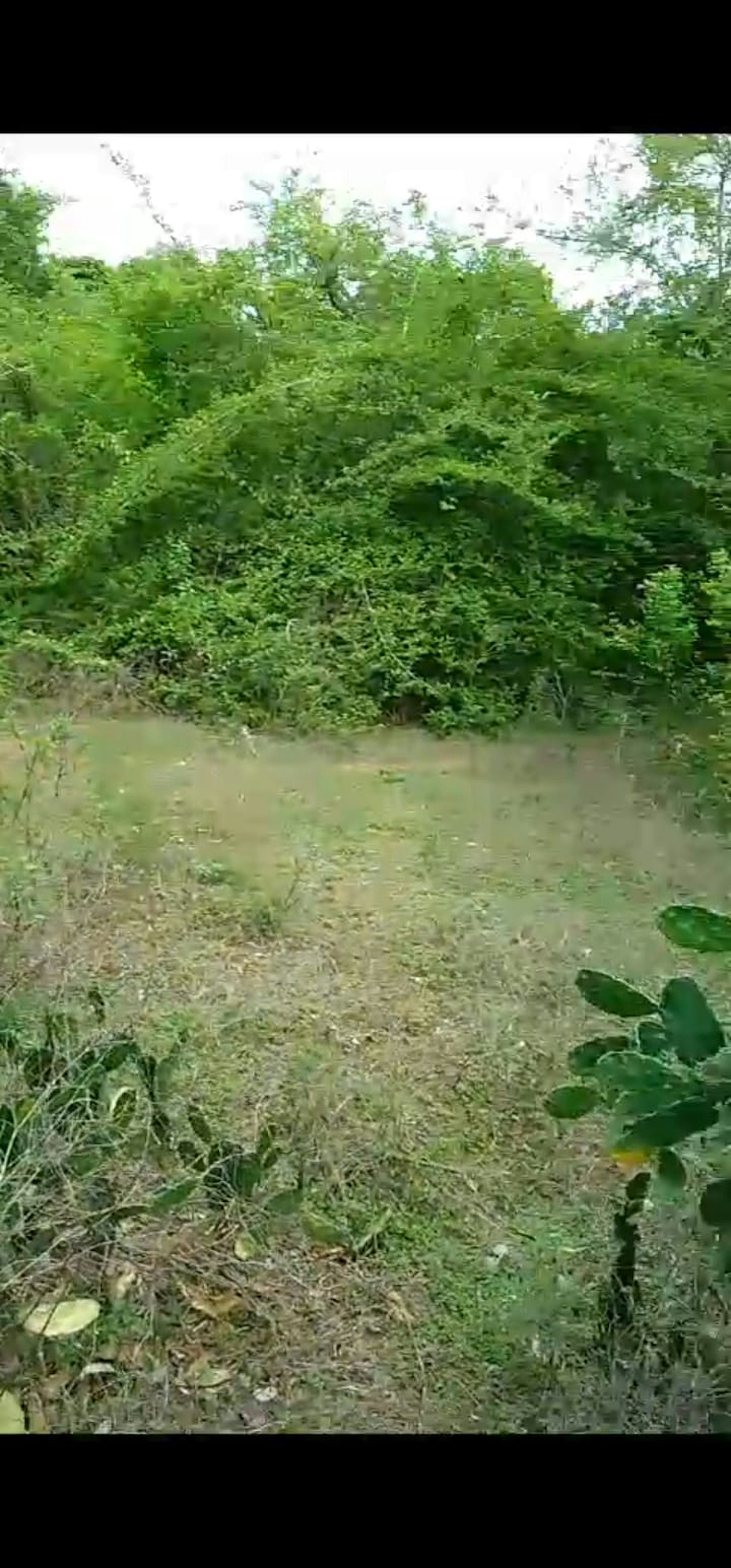 La imagen muestra un terreno baldío con vegetación variada. En primer plano se ve un área de hierba seca y maleza, mientras que al fondo hay una densa zona boscosa con árboles y arbustos verdes. El terreno parece natural y sin desarrollar, lo que podría ser atractivo para proyectos inmobiliarios que busquen un entorno verde o para quienes deseen una propiedad en un área más rural.