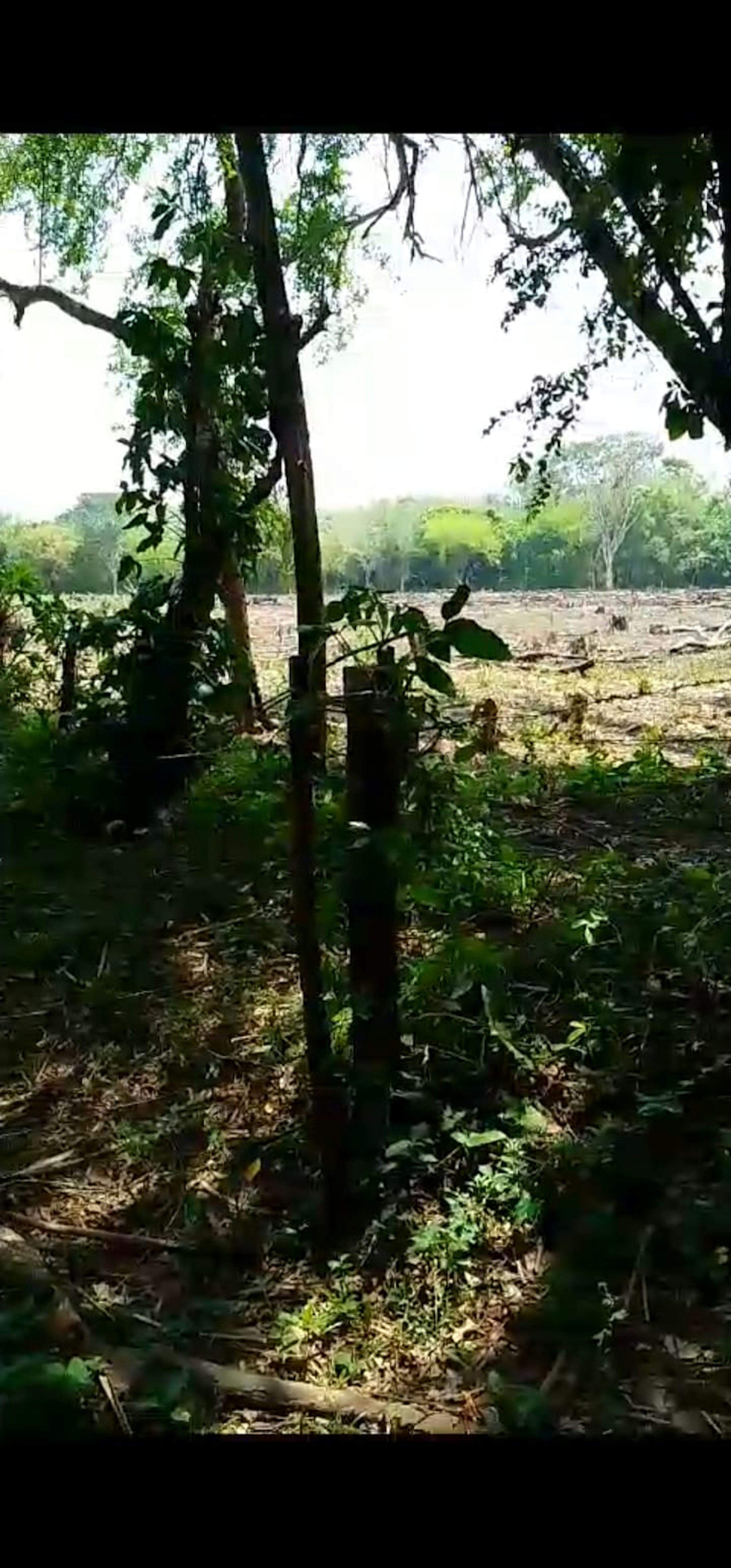 La imagen muestra un terreno deforestado visto a través de algunos árboles en primer plano. Se observa un área amplia donde la vegetación ha sido talada, dejando un paisaje despejado con algunos tocones y restos de árboles. Al fondo se aprecia una línea de árboles que sugiere el límite del terreno desbrozado. Esta escena podría representar un terreno en preparación para desarrollo inmobiliario o agrícola.