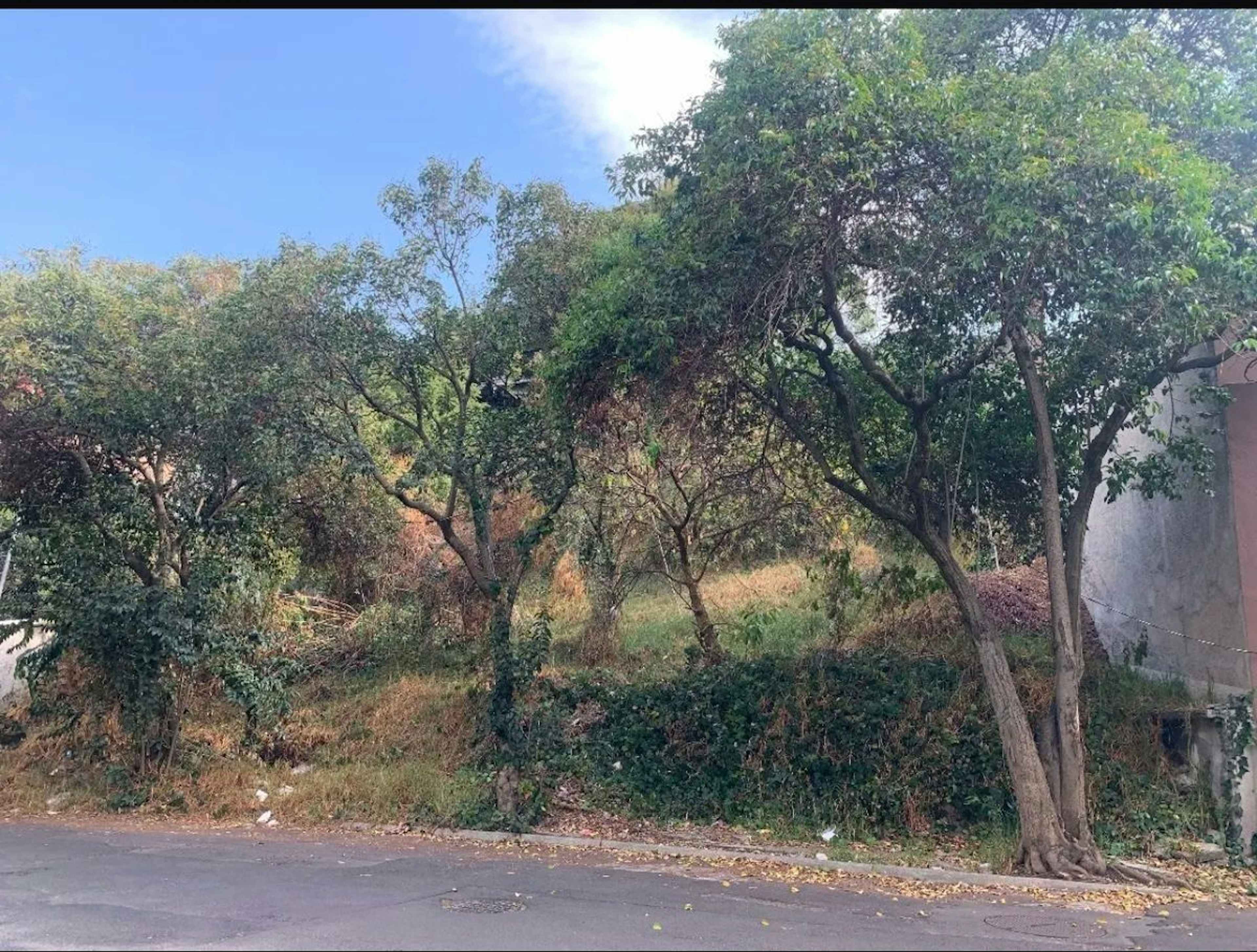 Bosque De Nogales 71