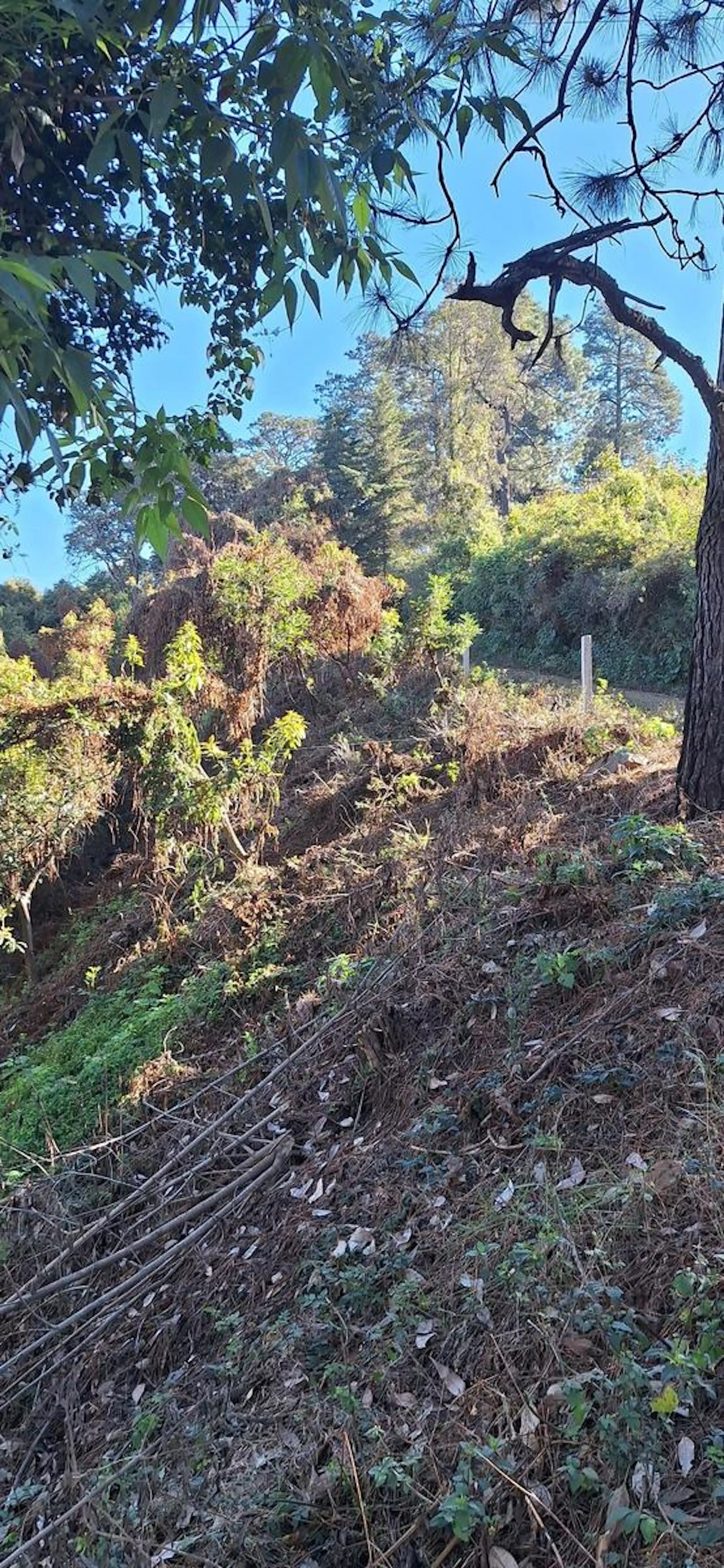Terreno con árboles frutales y cesión de derechos