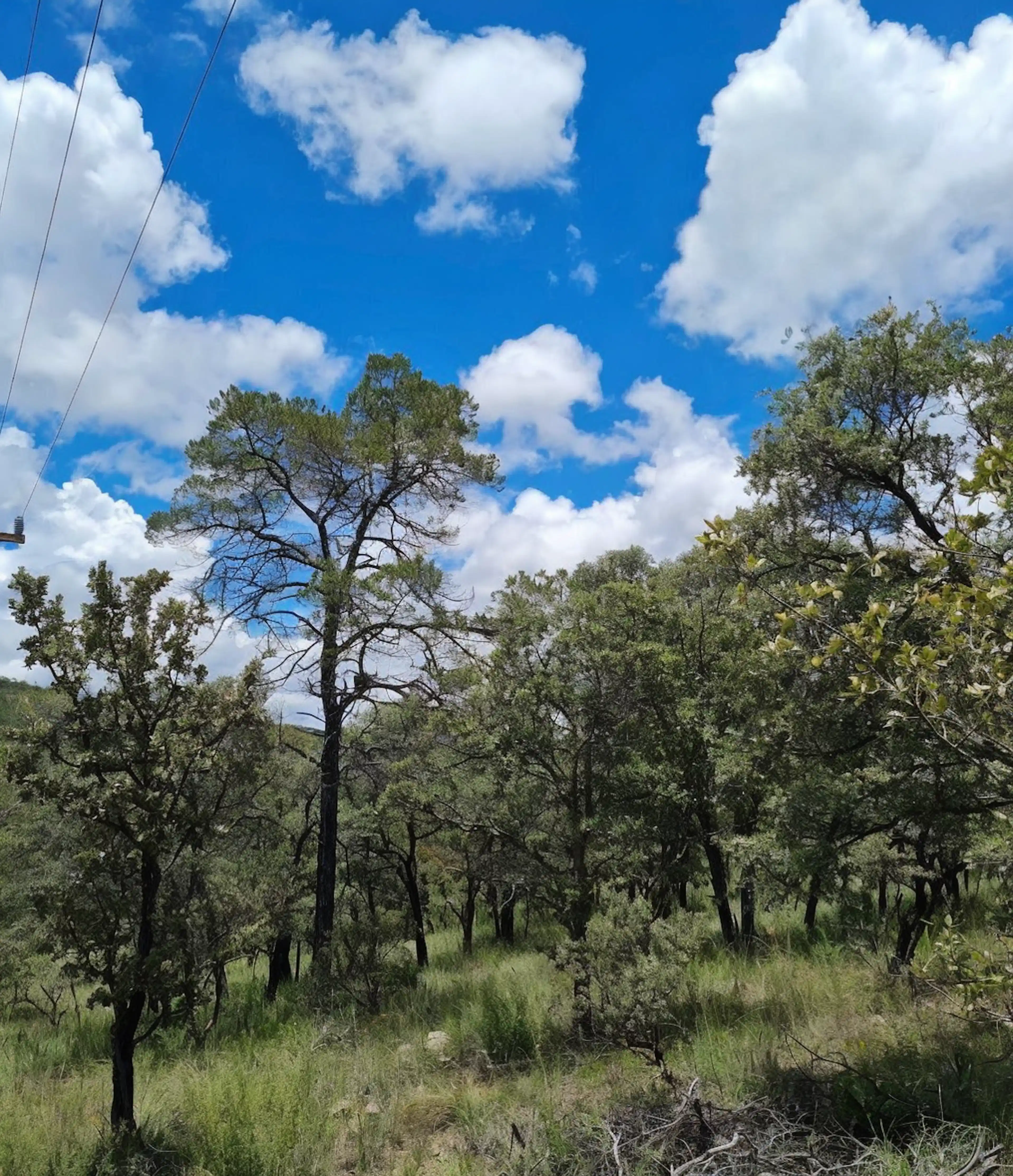 Terreno En Venta En Fracc. Bosques De MontesiÓn
