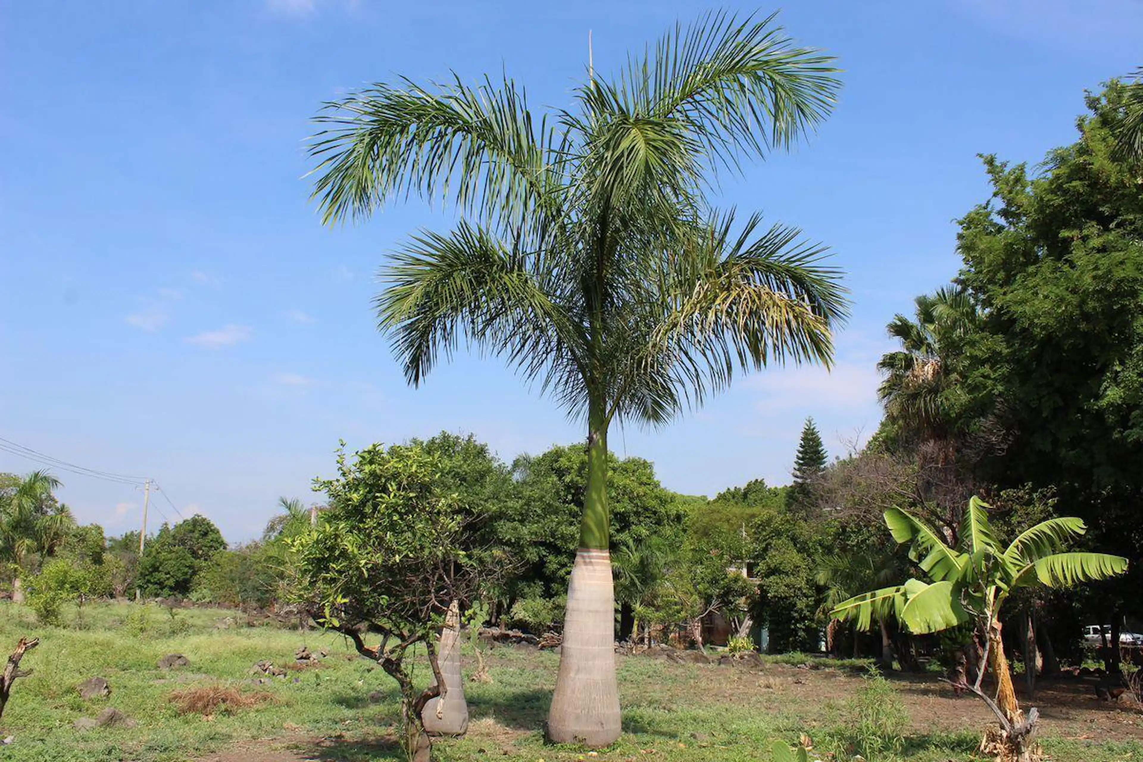 Venta De Terreno Comercial