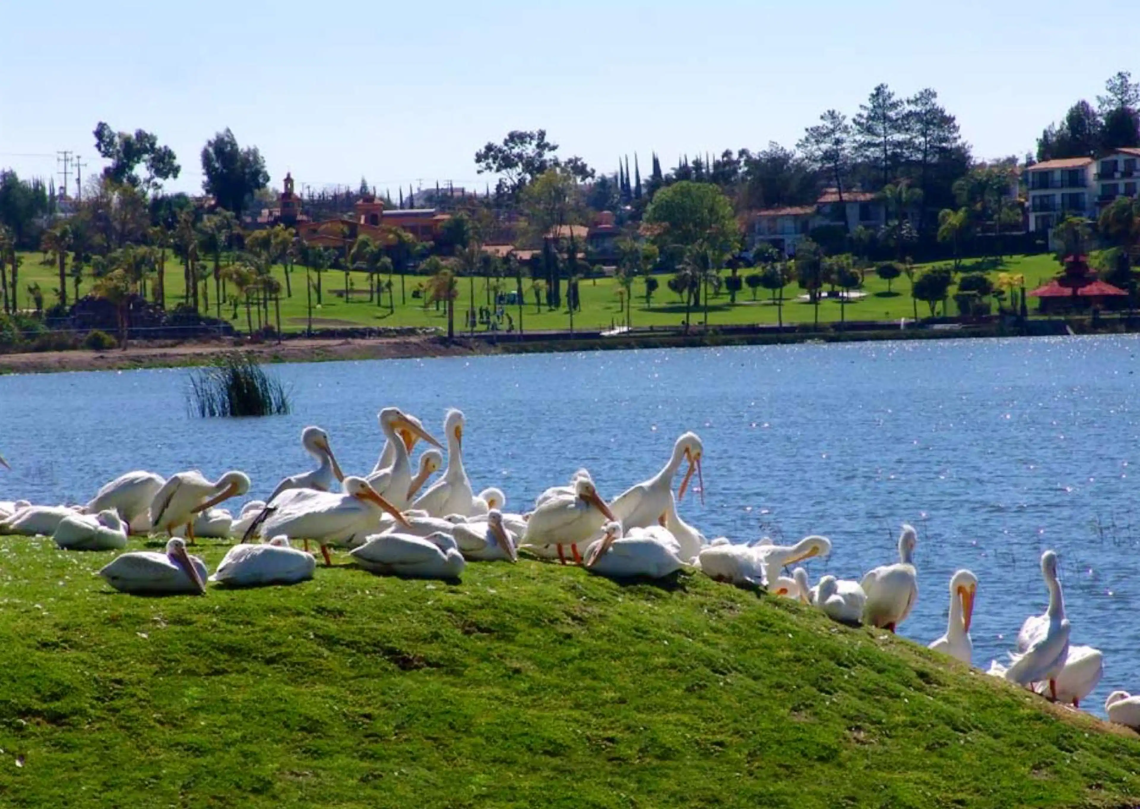 TERRENO EN VENTA PLANO Y EN ESQUINA FRACCIONAMIENTO CUMBRES DEL LAGO JURIQUILLA QUERETARO